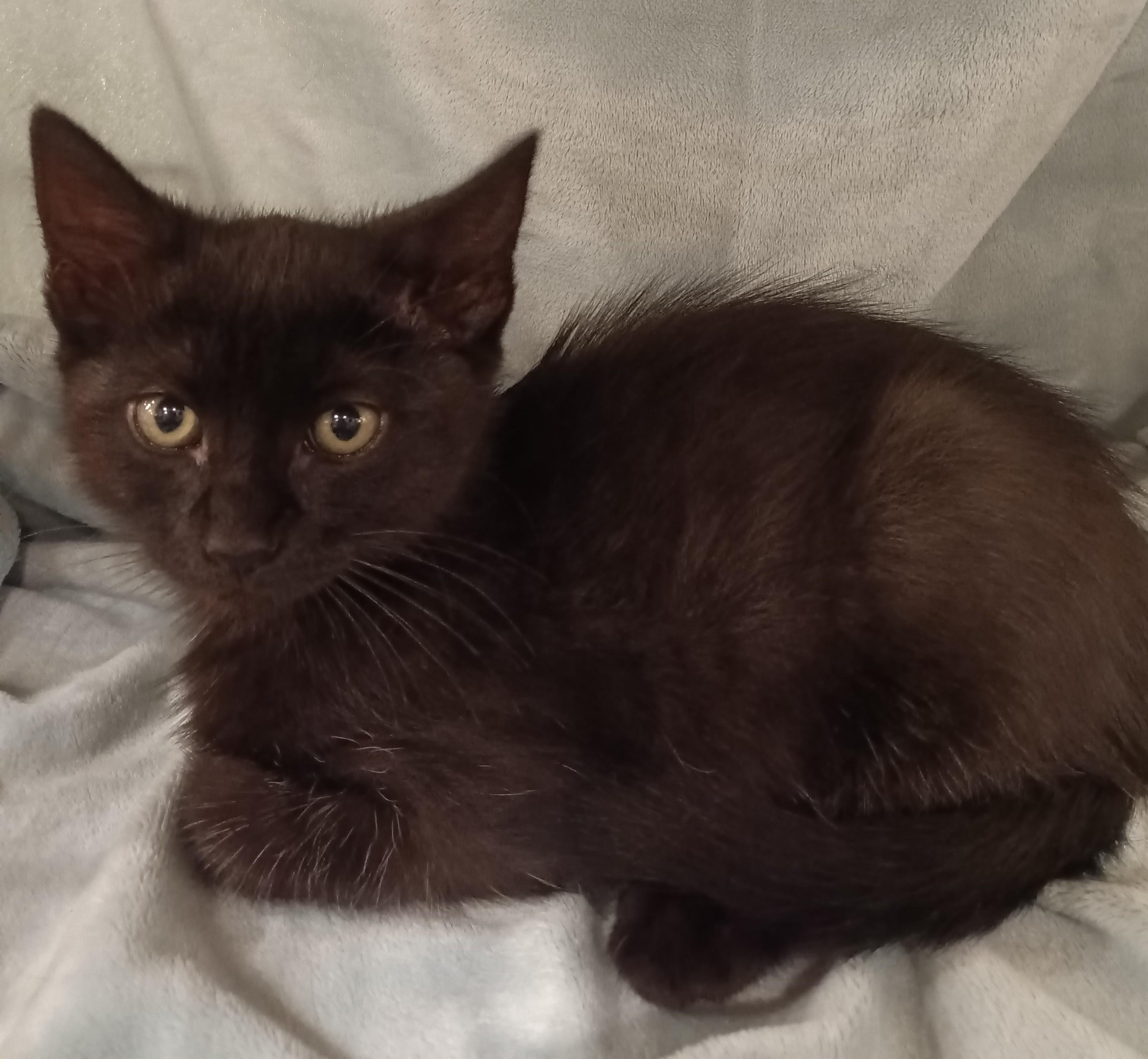 Arthur, a ADOPTABLE Domestic Short Hair in Yorba Linda, CA image 4/4