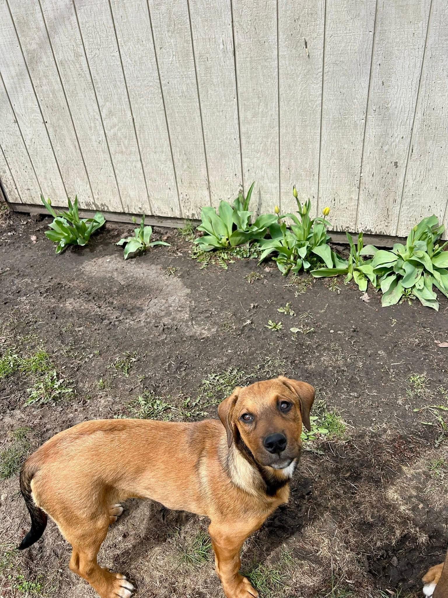 Enlarge Leland, a ADOPTABLE mixed breed in Palos Heights, IL image 3/5