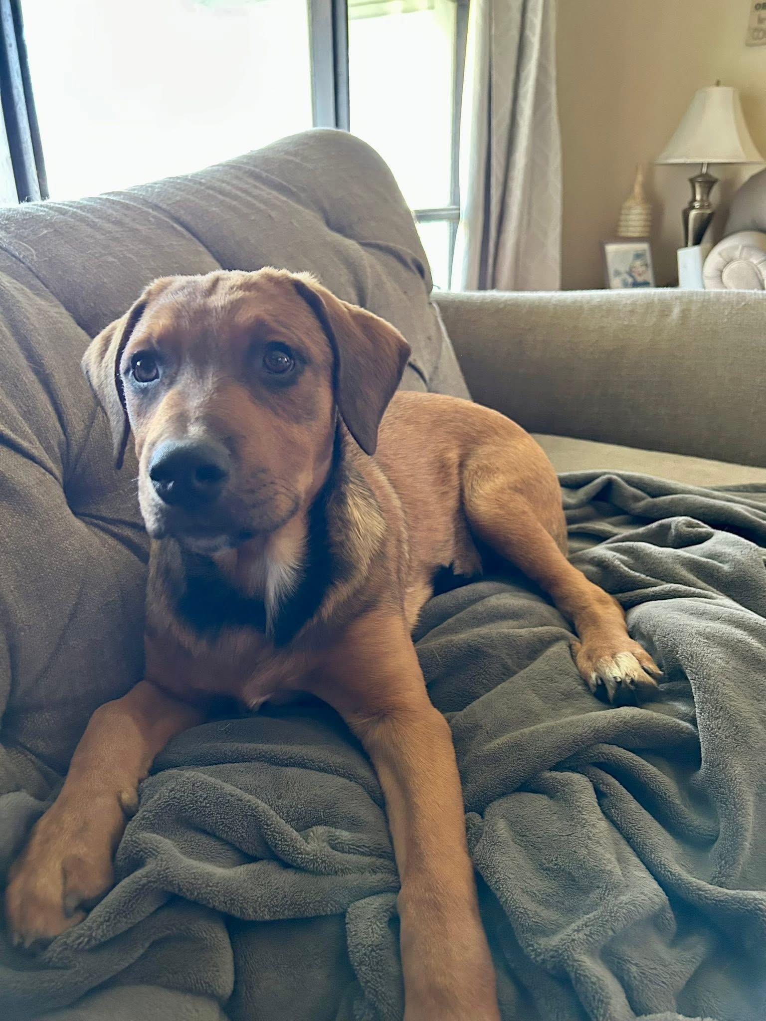 Enlarge Leland, a ADOPTABLE mixed breed in Palos Heights, IL image 5/5