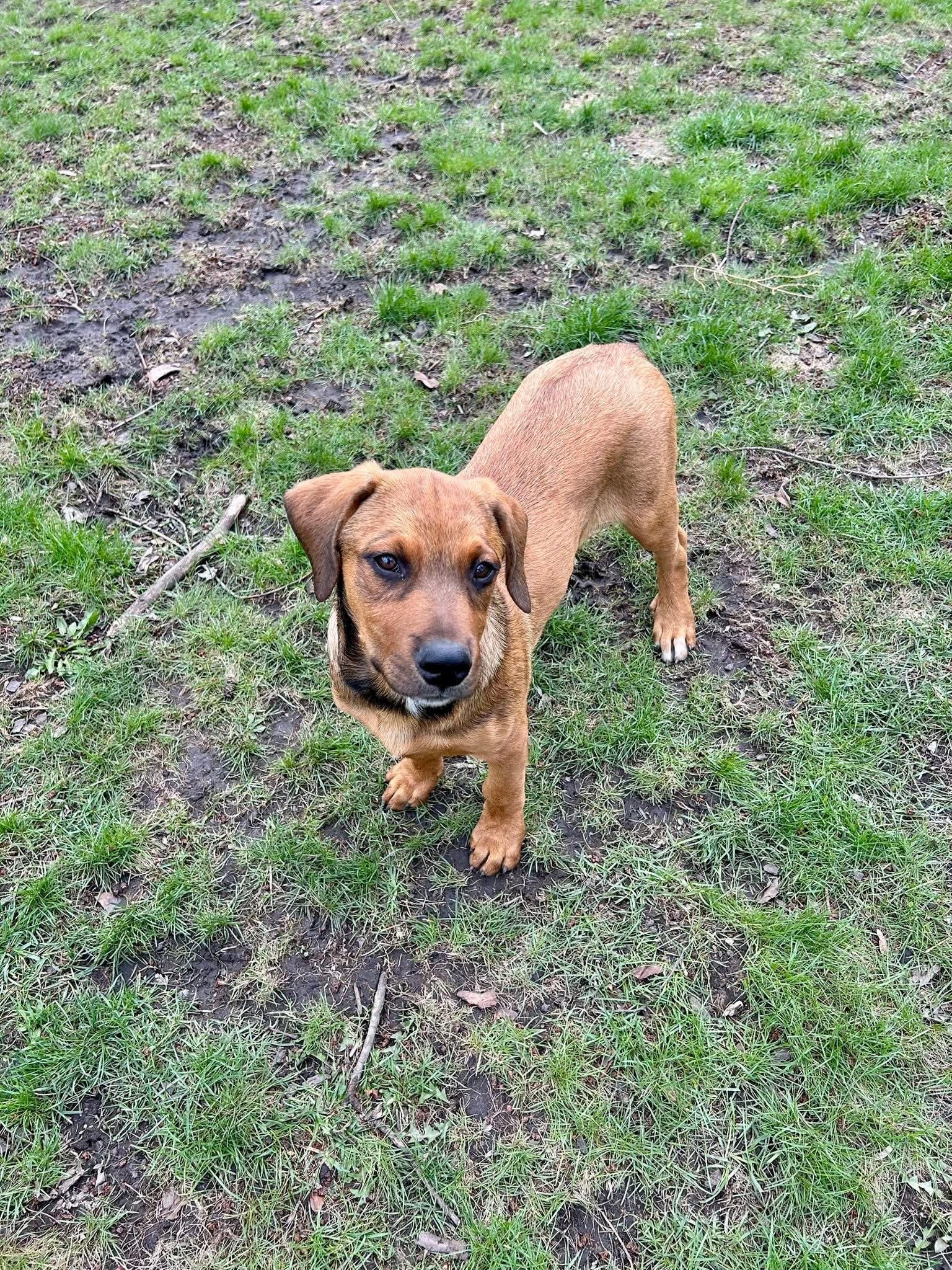 Enlarge Leland, a ADOPTABLE mixed breed in Palos Heights, IL image 2/5