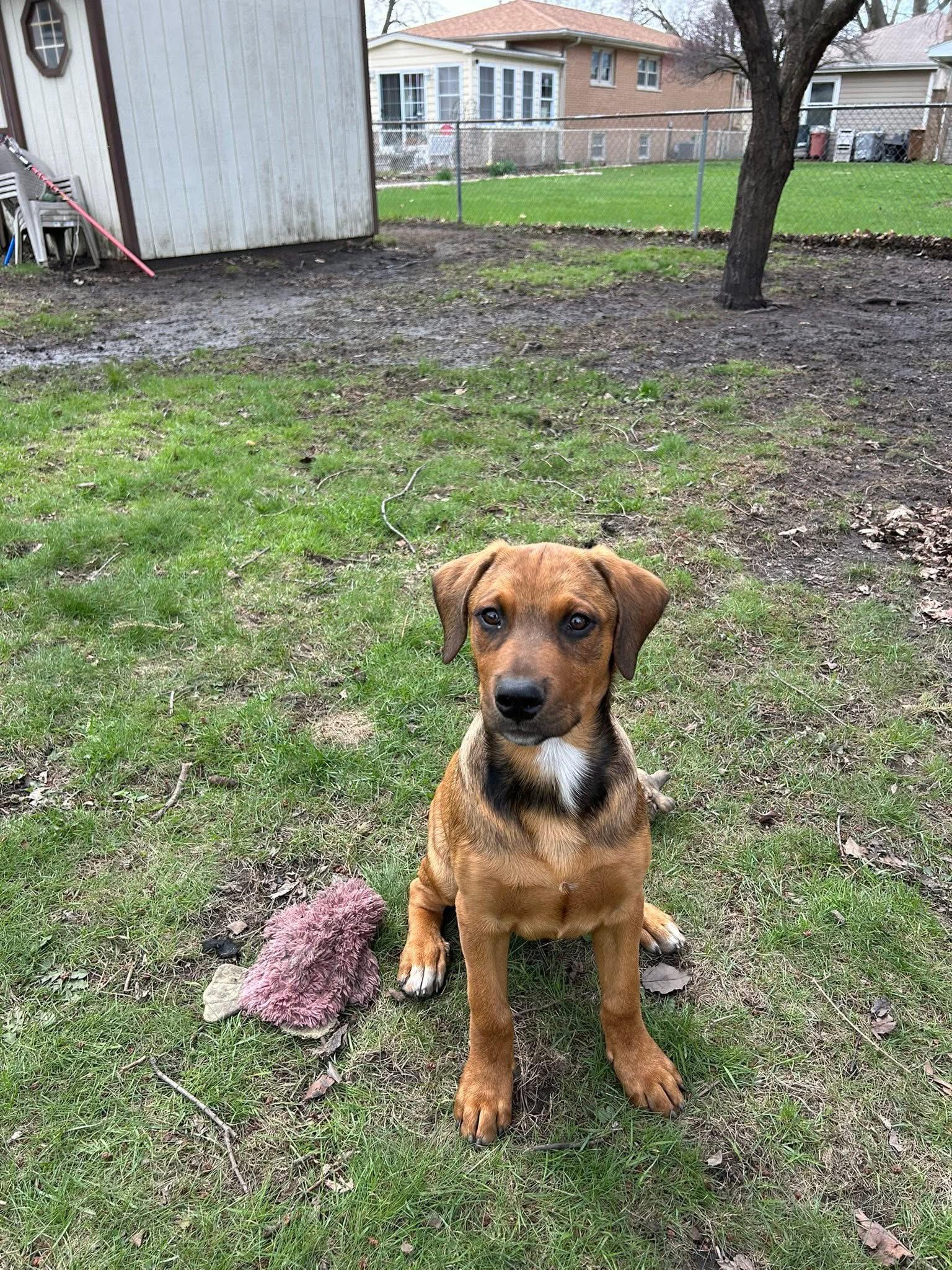 Enlarge Leland, a ADOPTABLE mixed breed in Palos Heights, IL image 1/5