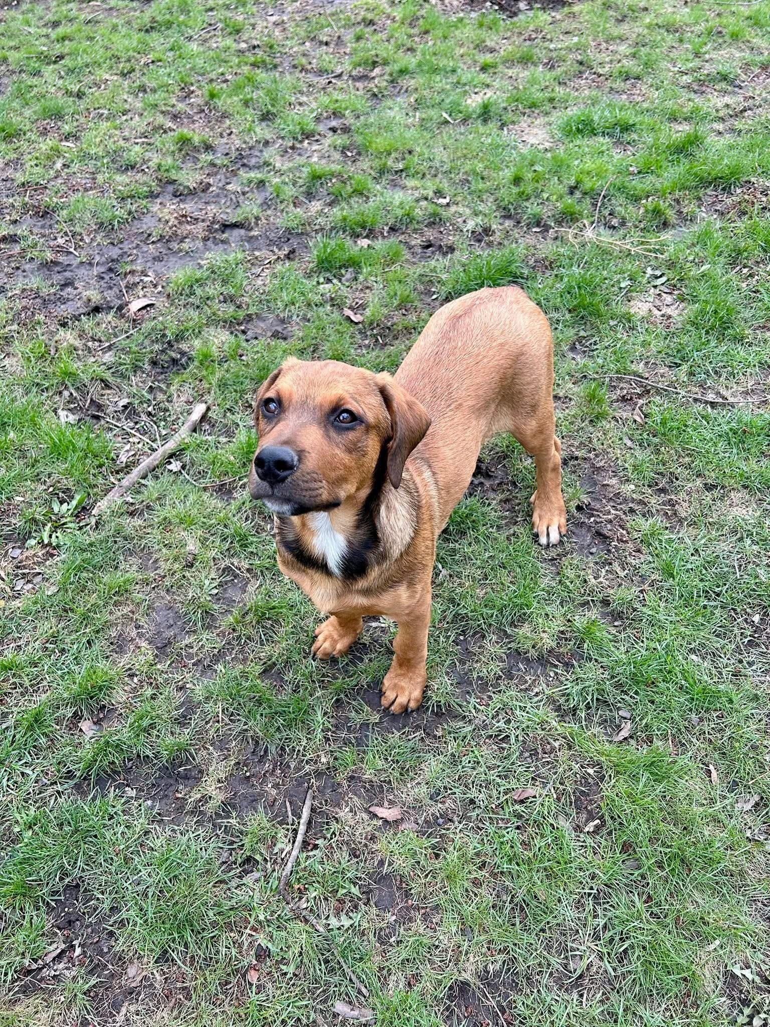 Enlarge Leland, a ADOPTABLE mixed breed in Palos Heights, IL image 4/5