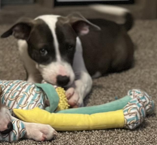 RIDDLY, Adoptable, Young Female Labrador Retriever.