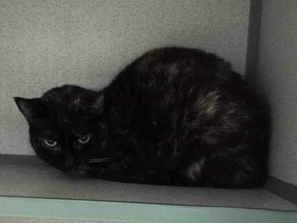 Lottie, an adopted Domestic Short Hair Mix in Waupaca, WI_image-1