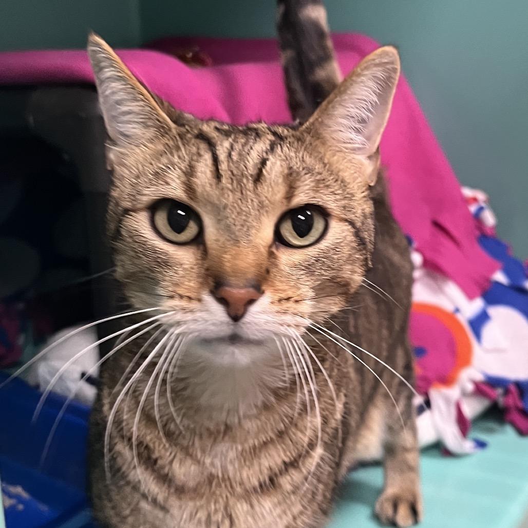 Jerry, Adoptable, Adult Male Domestic Short Hair & Mixed Breed.