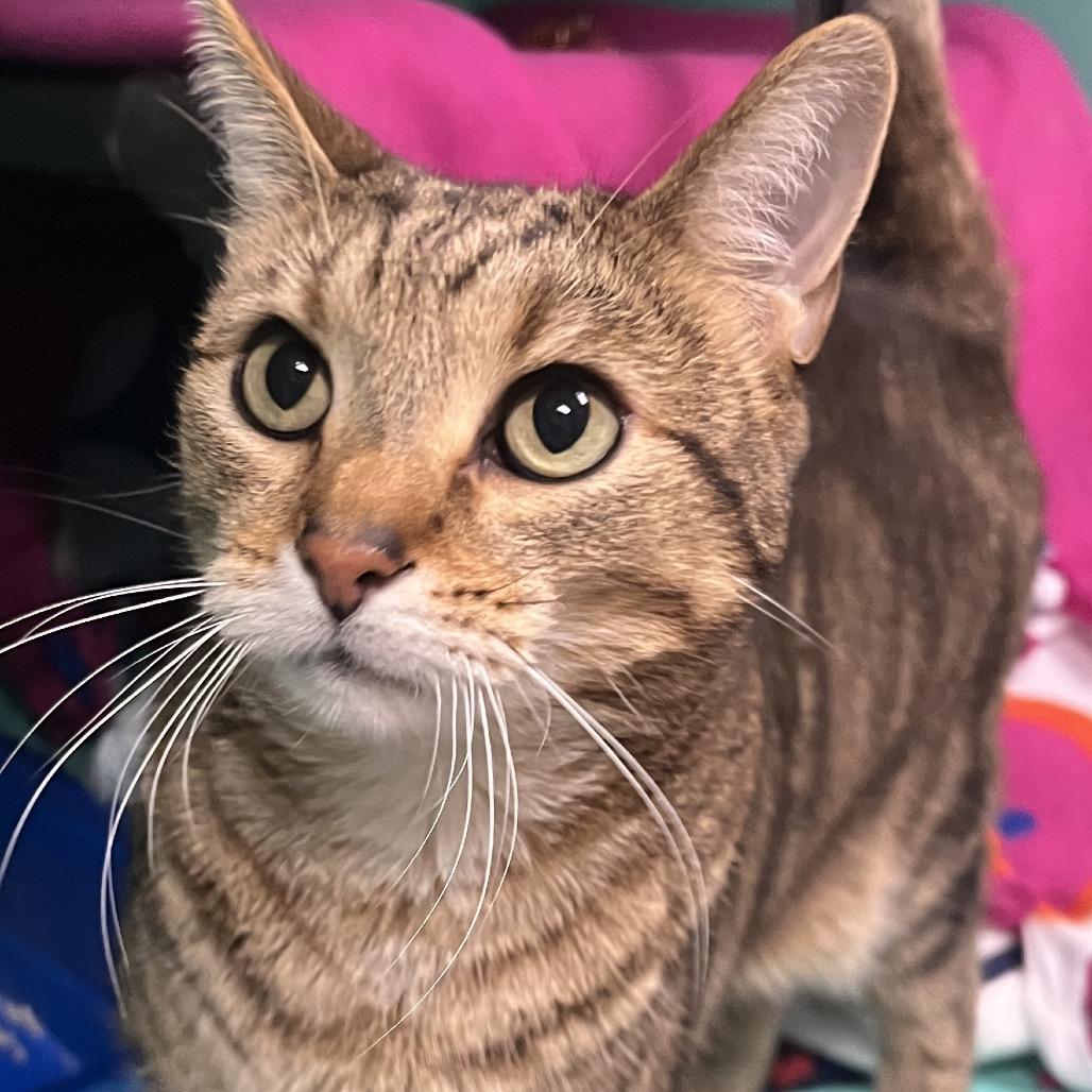 Enlarge Jerry, a Adoptable mixed breed in Owosso, MI image 2/3