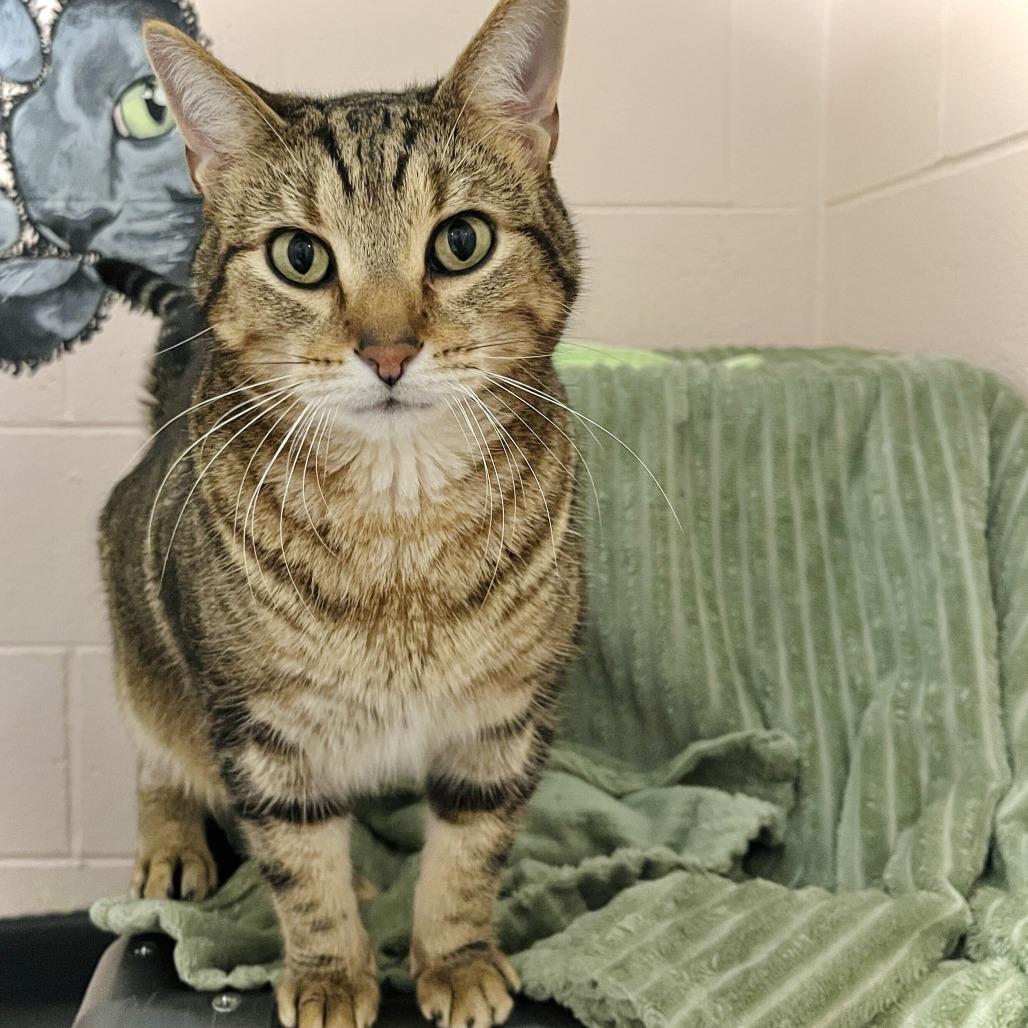 Enlarge Jerry, a Adoptable mixed breed in Owosso, MI image 3/3