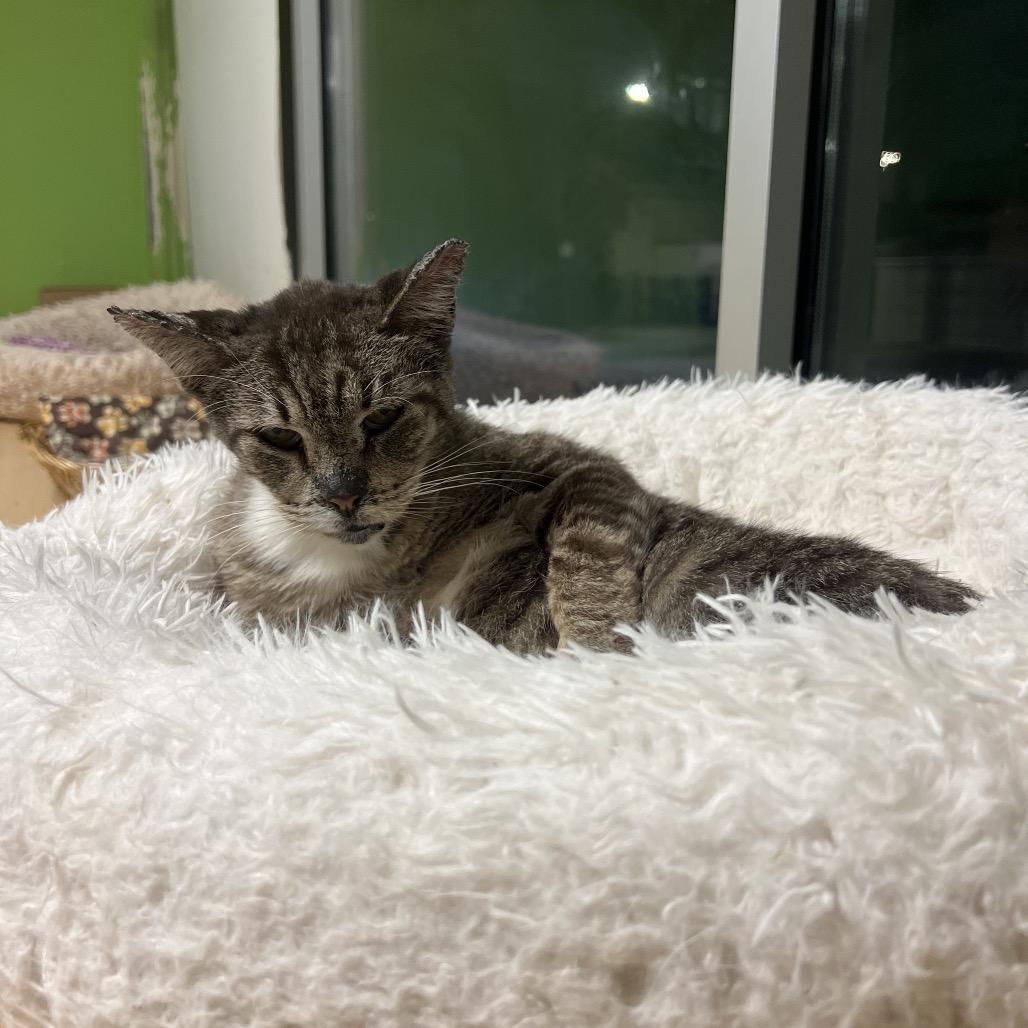 Sammy Sardines, Adoptable, Senior Male Domestic Short Hair.