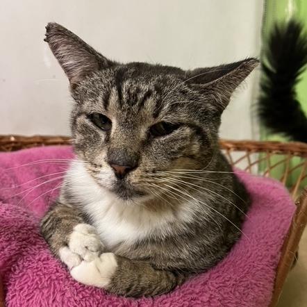 Enlarge Sammy Sardines, a Adoptable Domestic Short Hair in Chicago, IL image 2/2