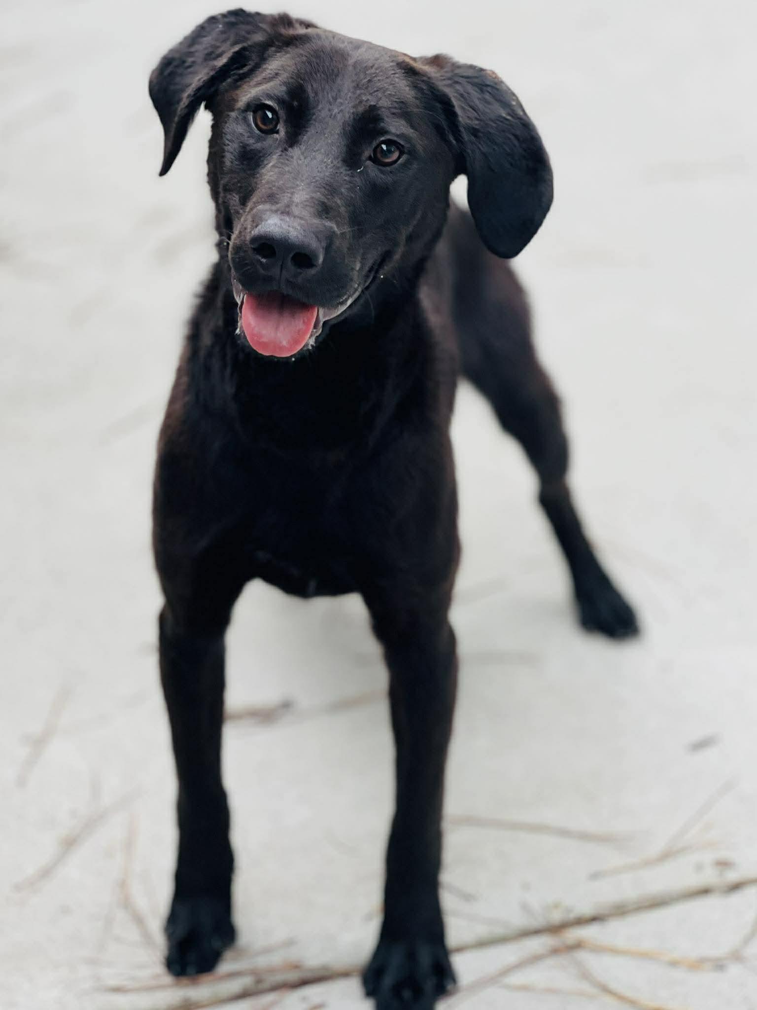 Enlarge AC-4634 "Gills", a ADOPTABLE mixed breed in Conyers, GA image 1/1