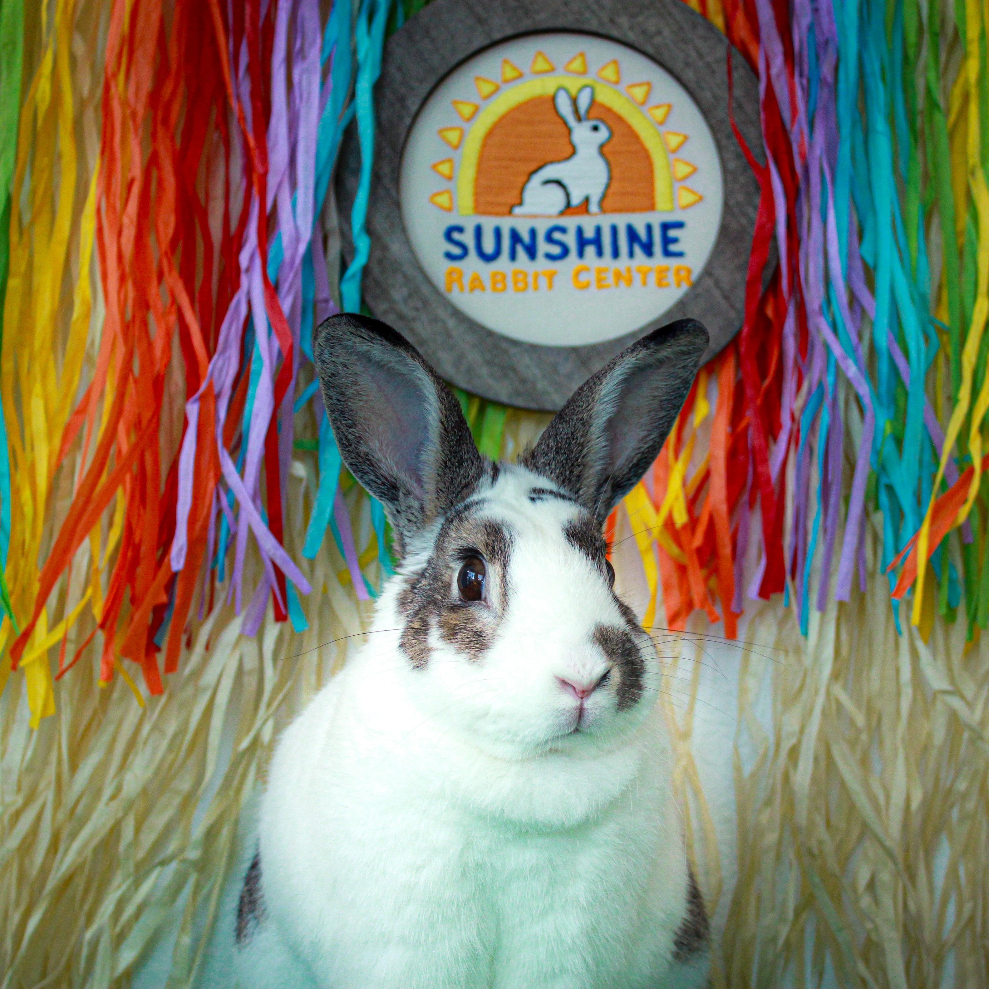 Enlarge Milo, a Adopted Dutch in Long Beach, CA image 3/5