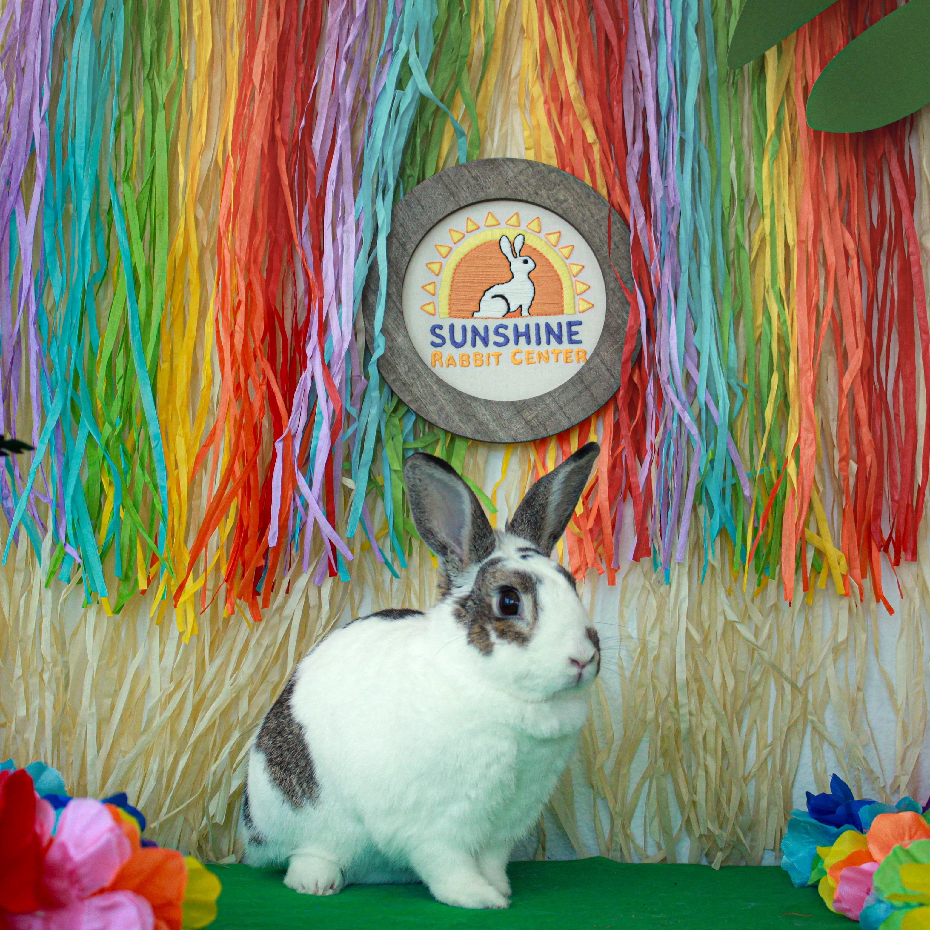 Enlarge Milo, a Adopted Dutch in Long Beach, CA image 2/5