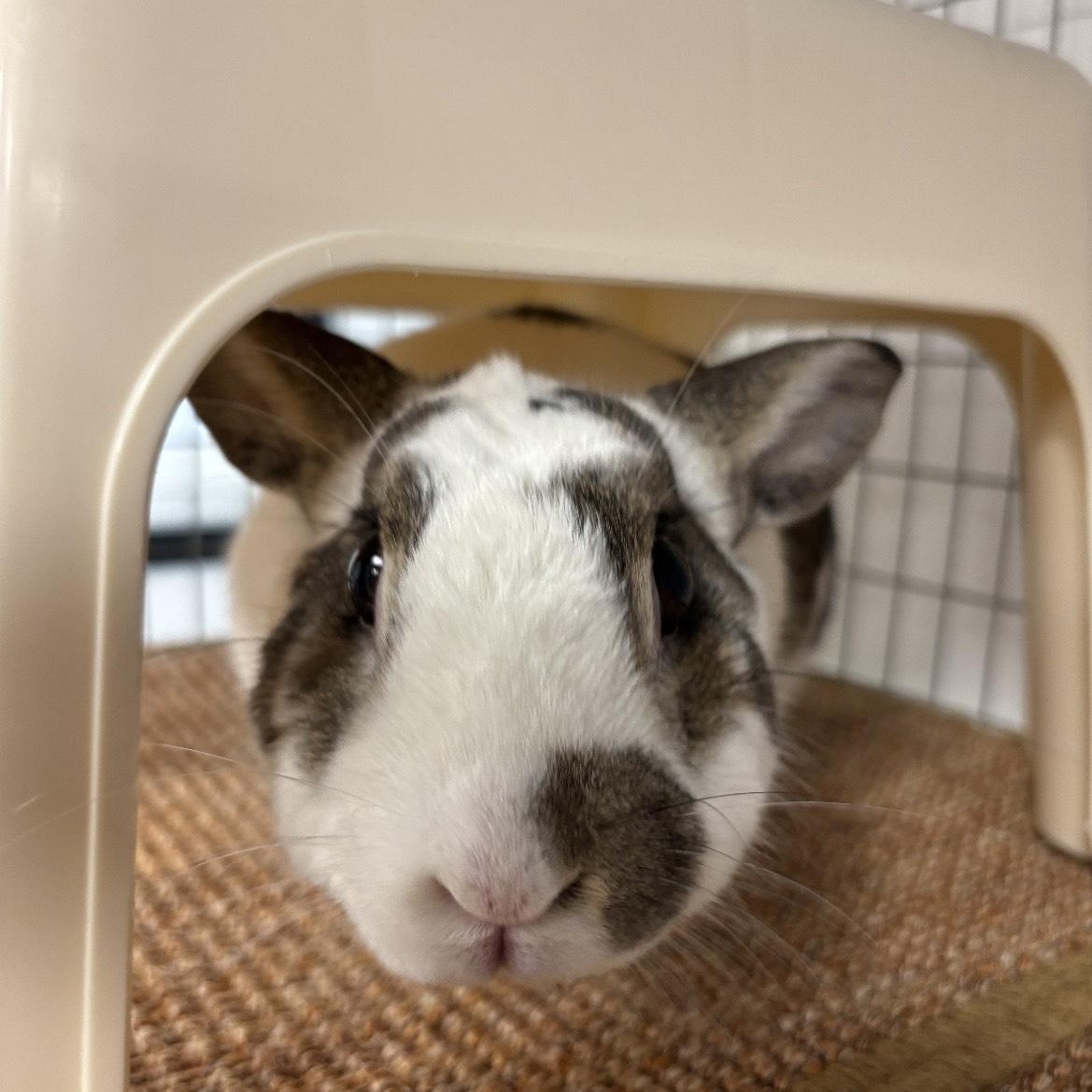 Enlarge Milo, a Adopted Dutch in Long Beach, CA image 5/5