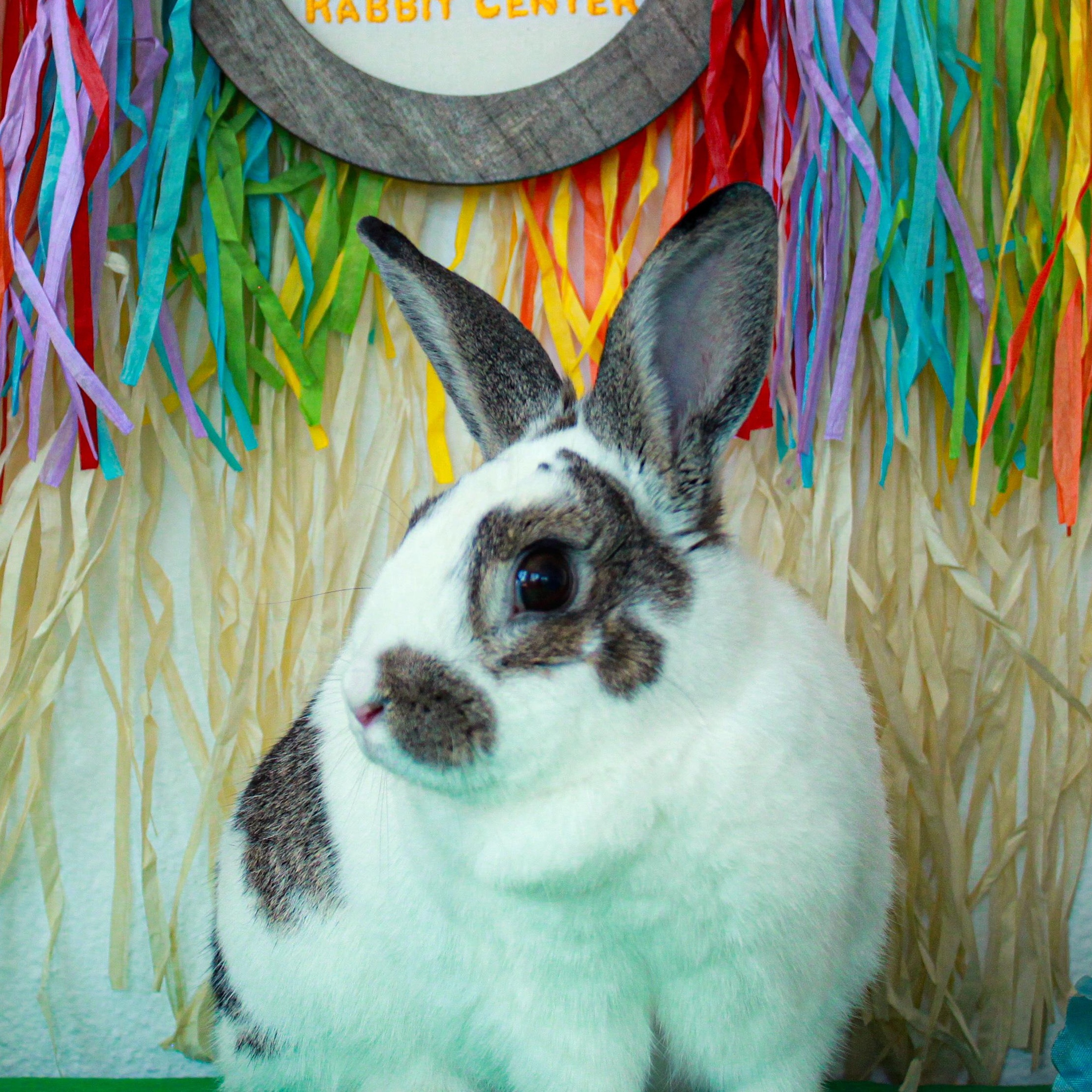 Milo, Adopted, Adult Male Dutch.