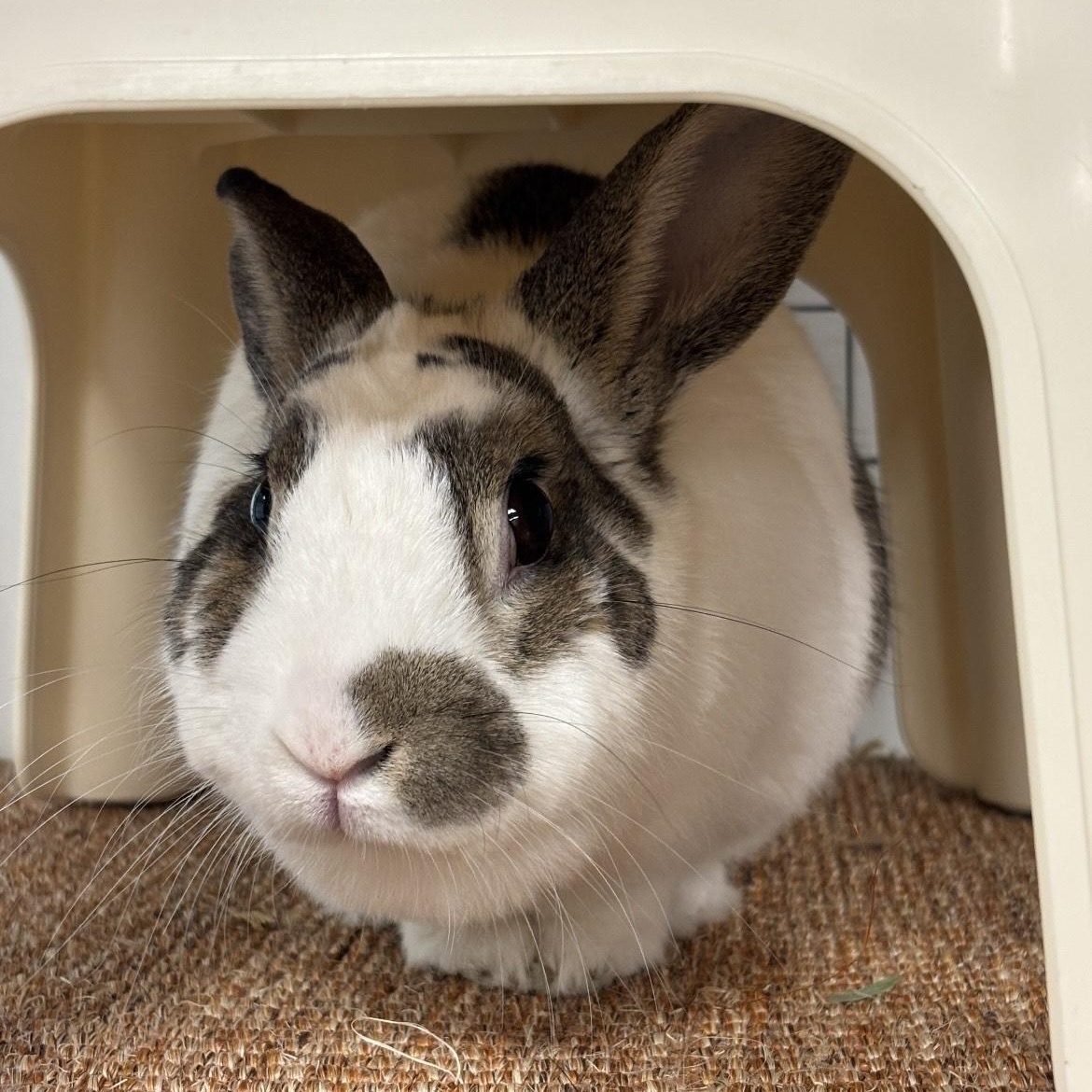 Enlarge Milo, a Adopted Dutch in Long Beach, CA image 4/5