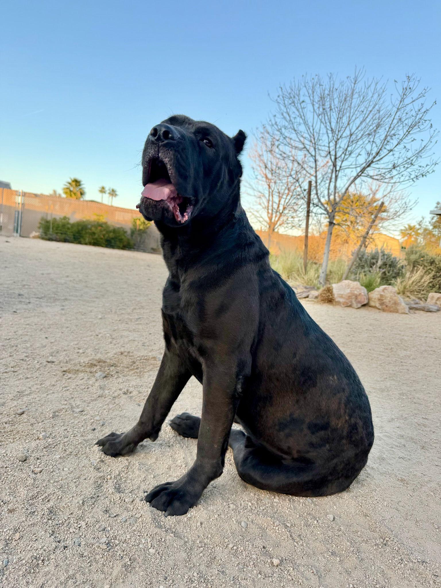Kaine, Adoptable, Young Male Cane Corso.