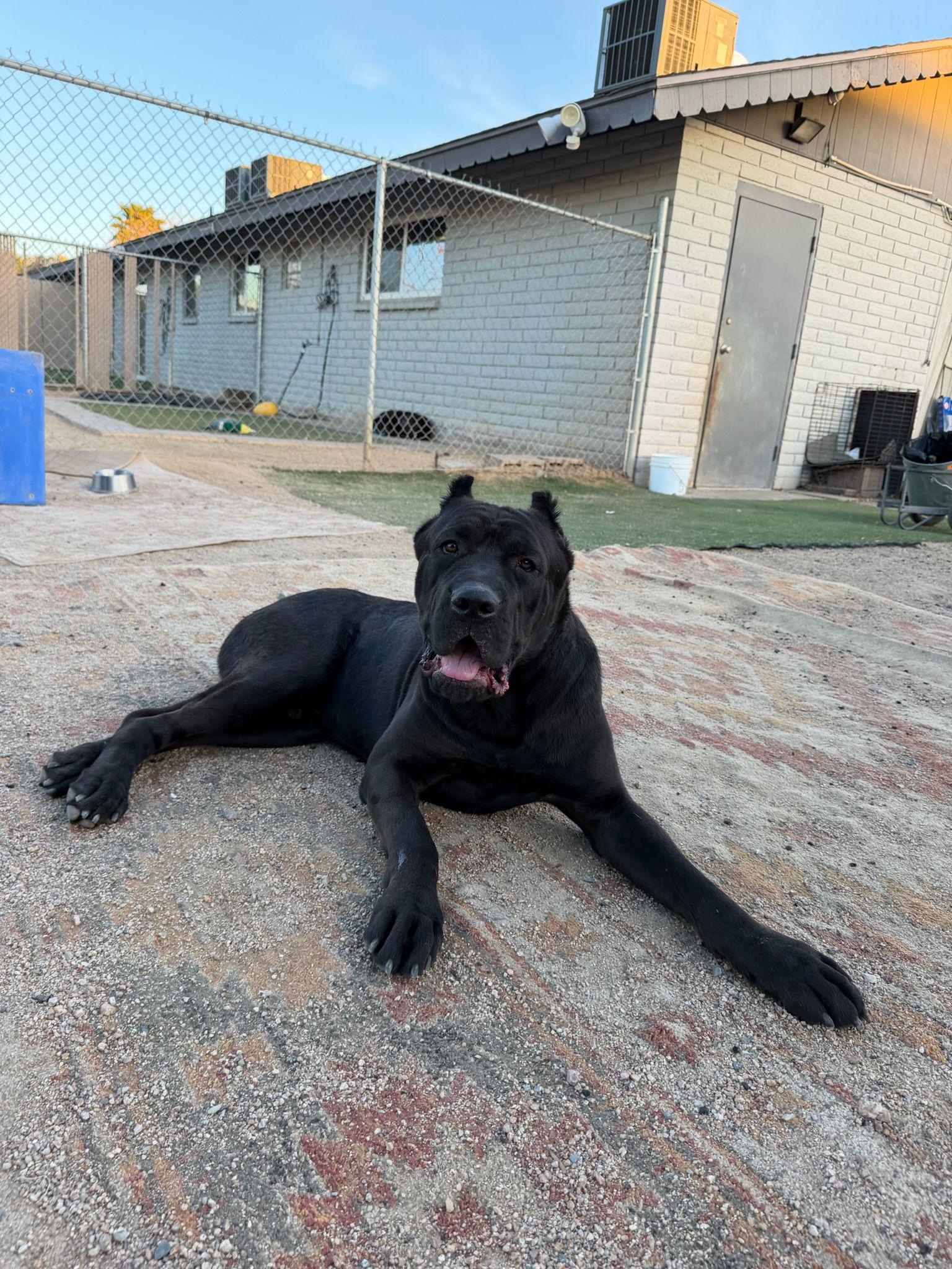 Enlarge Kaine, a Adoptable Cane Corso in Glendale, AZ image 2/3