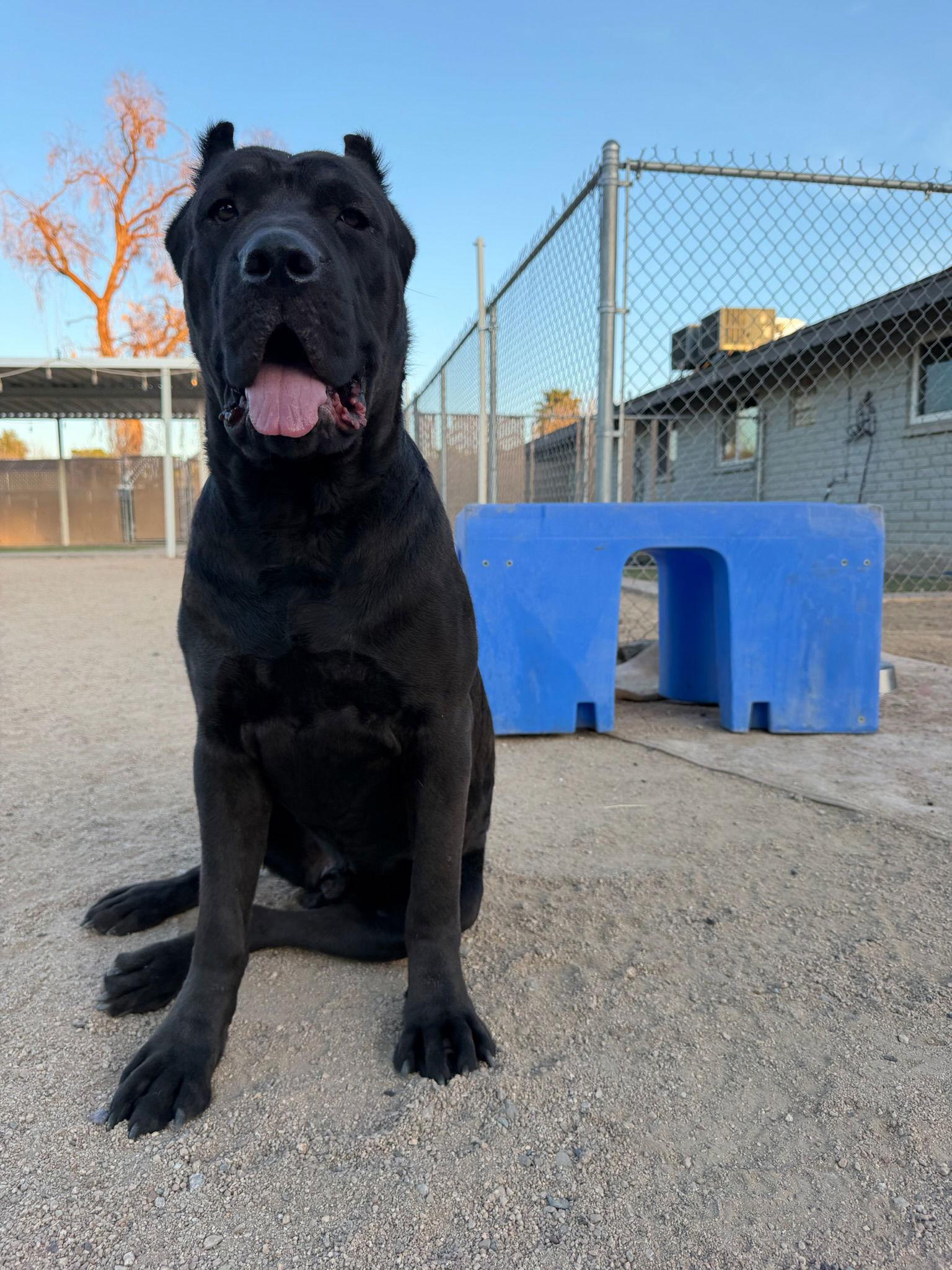 Kaine, Adoptable, Young Male Cane Corso.