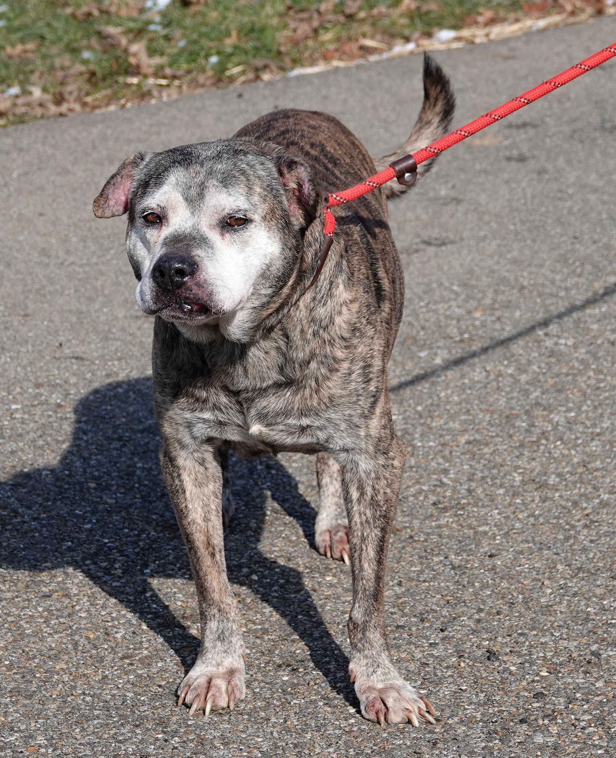 Steel - REDUCED ADOPTION FEE photo 4