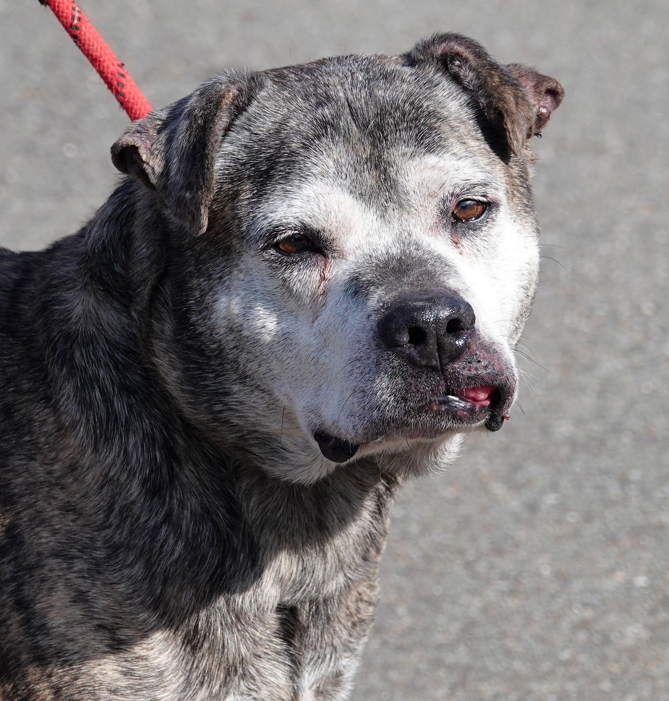 Steel - REDUCED ADOPTION FEE, Senior Male Terrier