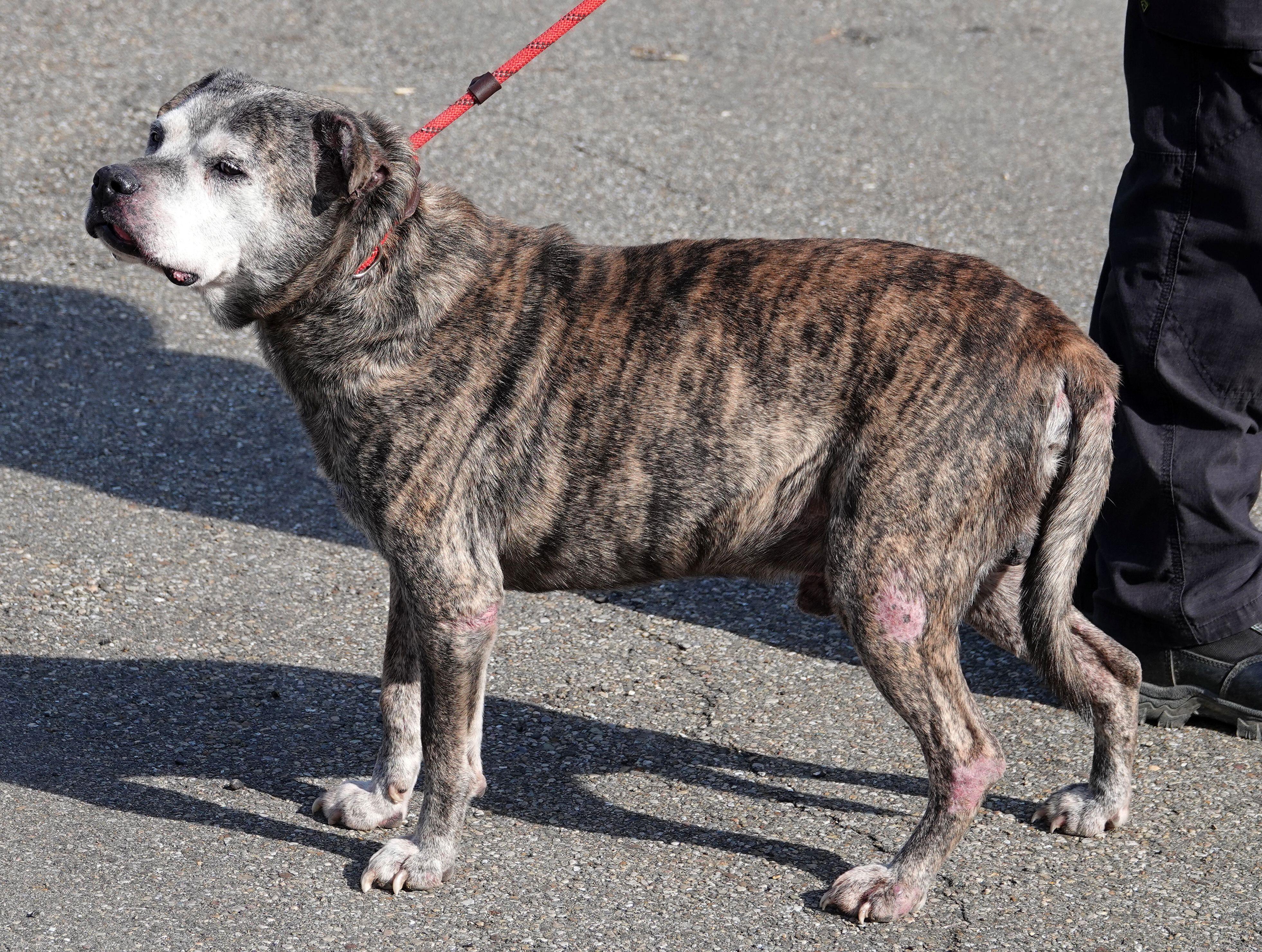 Steel - REDUCED ADOPTION FEE photo 5