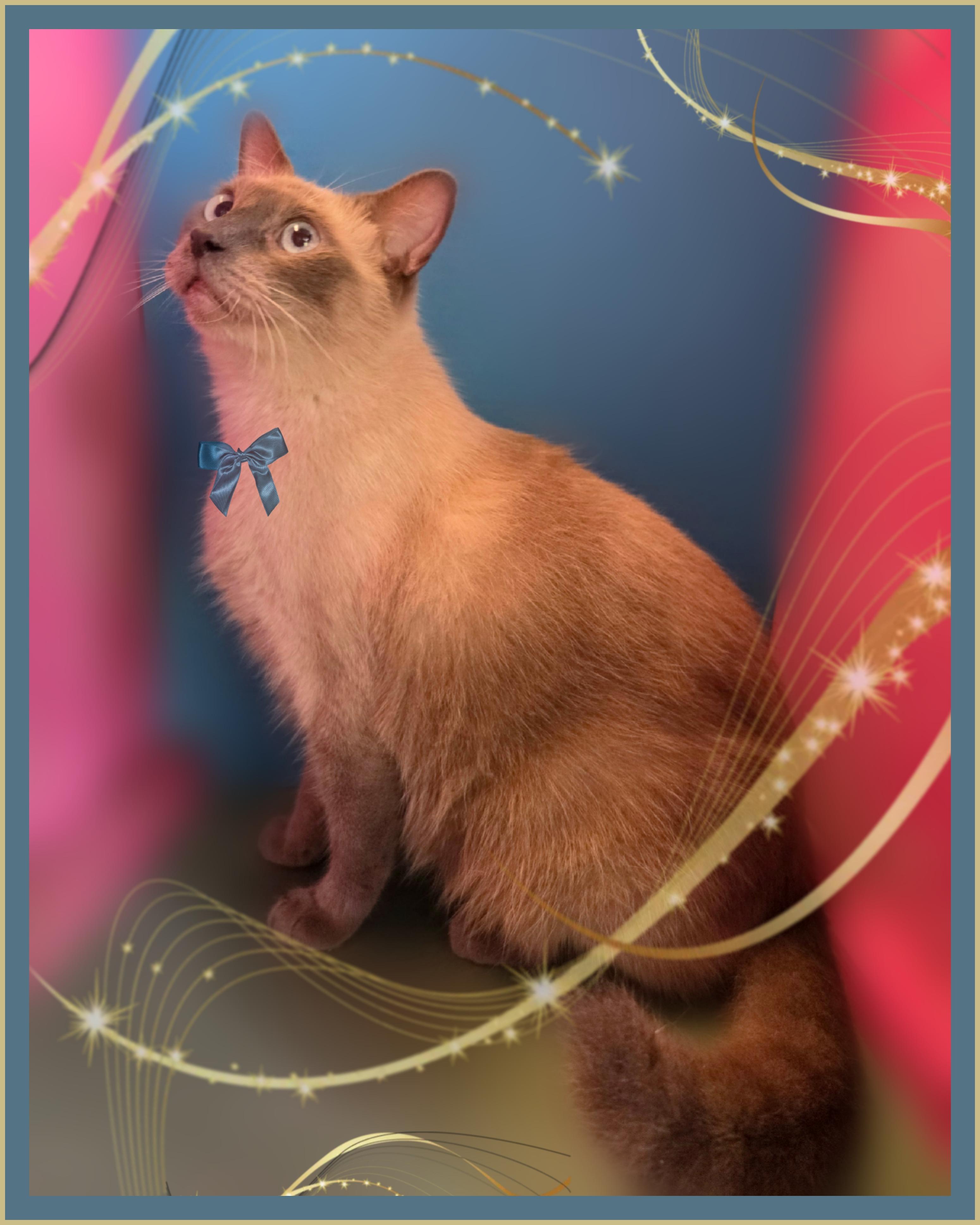 DUKE, Adoptable, Adult Male Ragdoll & Domestic Short Hair.