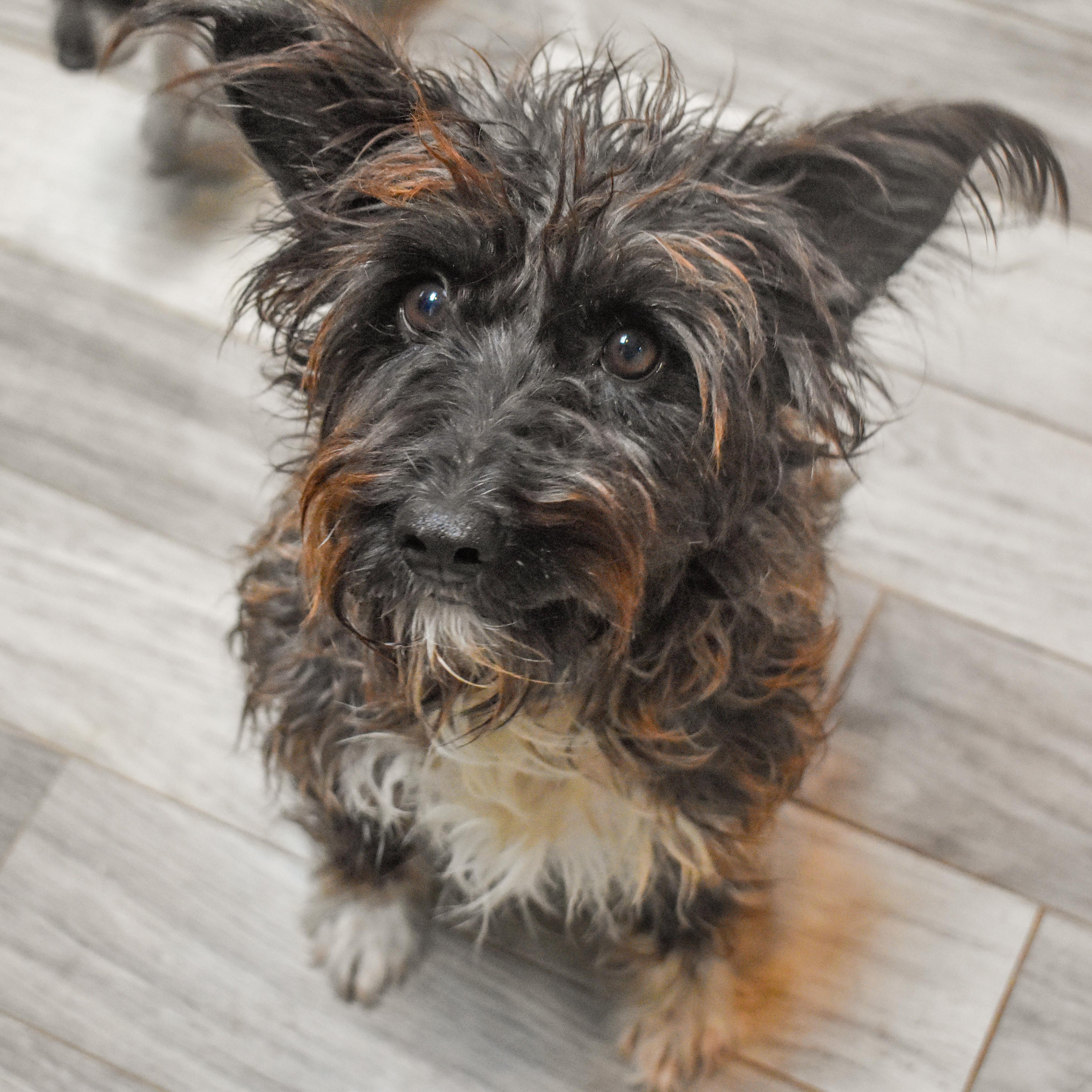 Trixie — thumbnail 5