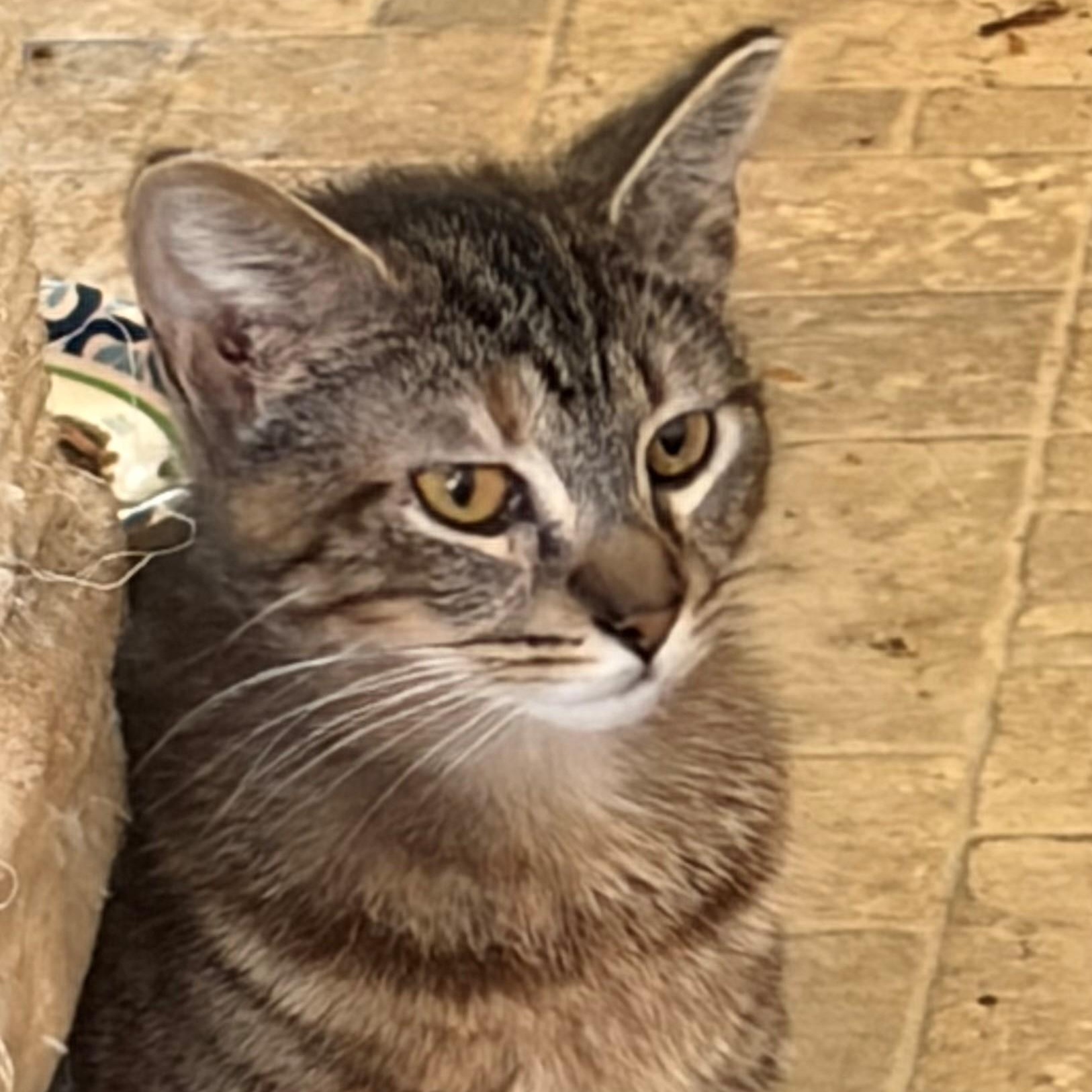 Tabitha, ADOPTABLE, Young Female Tabby.