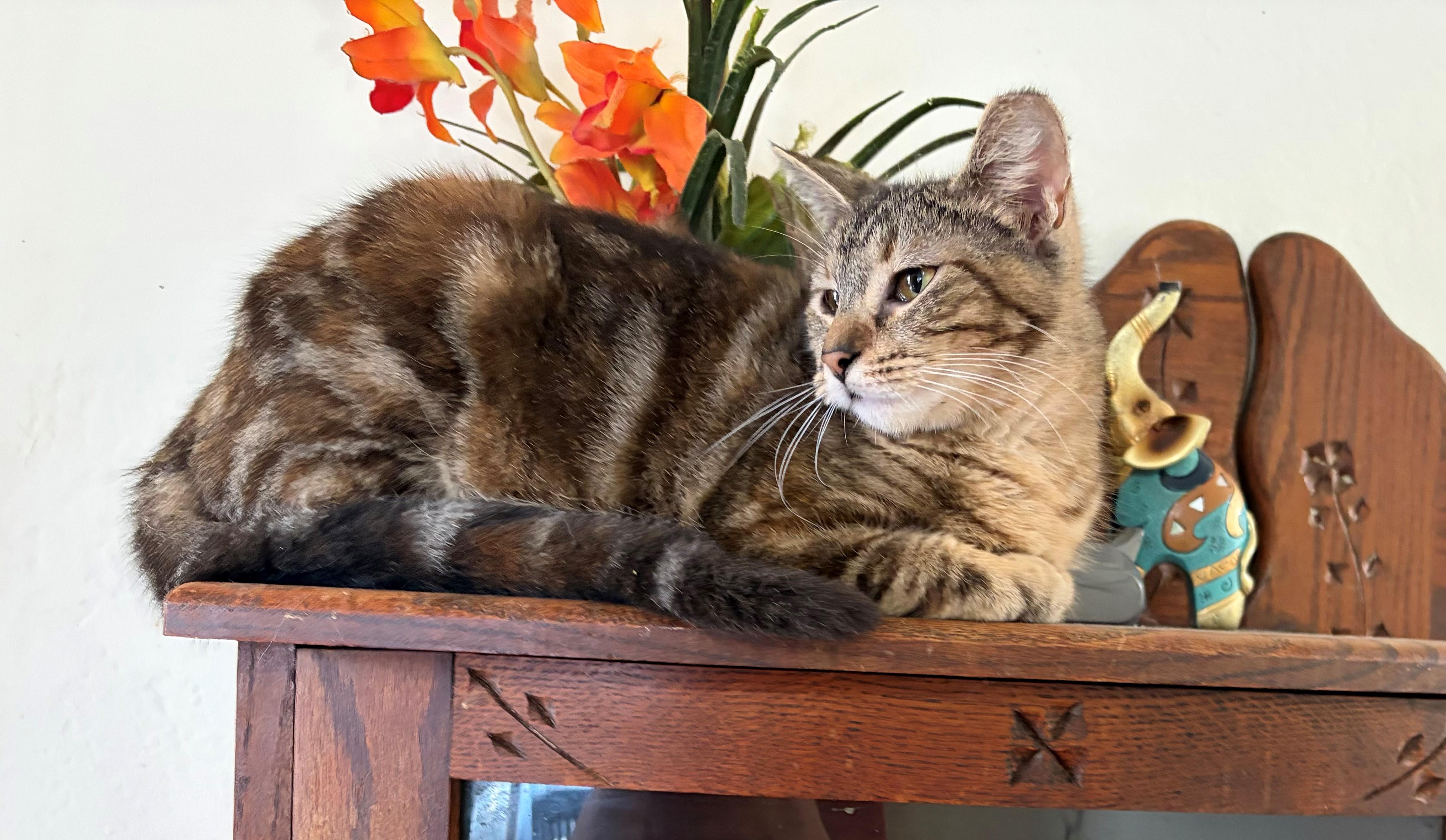 Tabitha, a ADOPTABLE mixed breed in Oakland, CA image 2/2