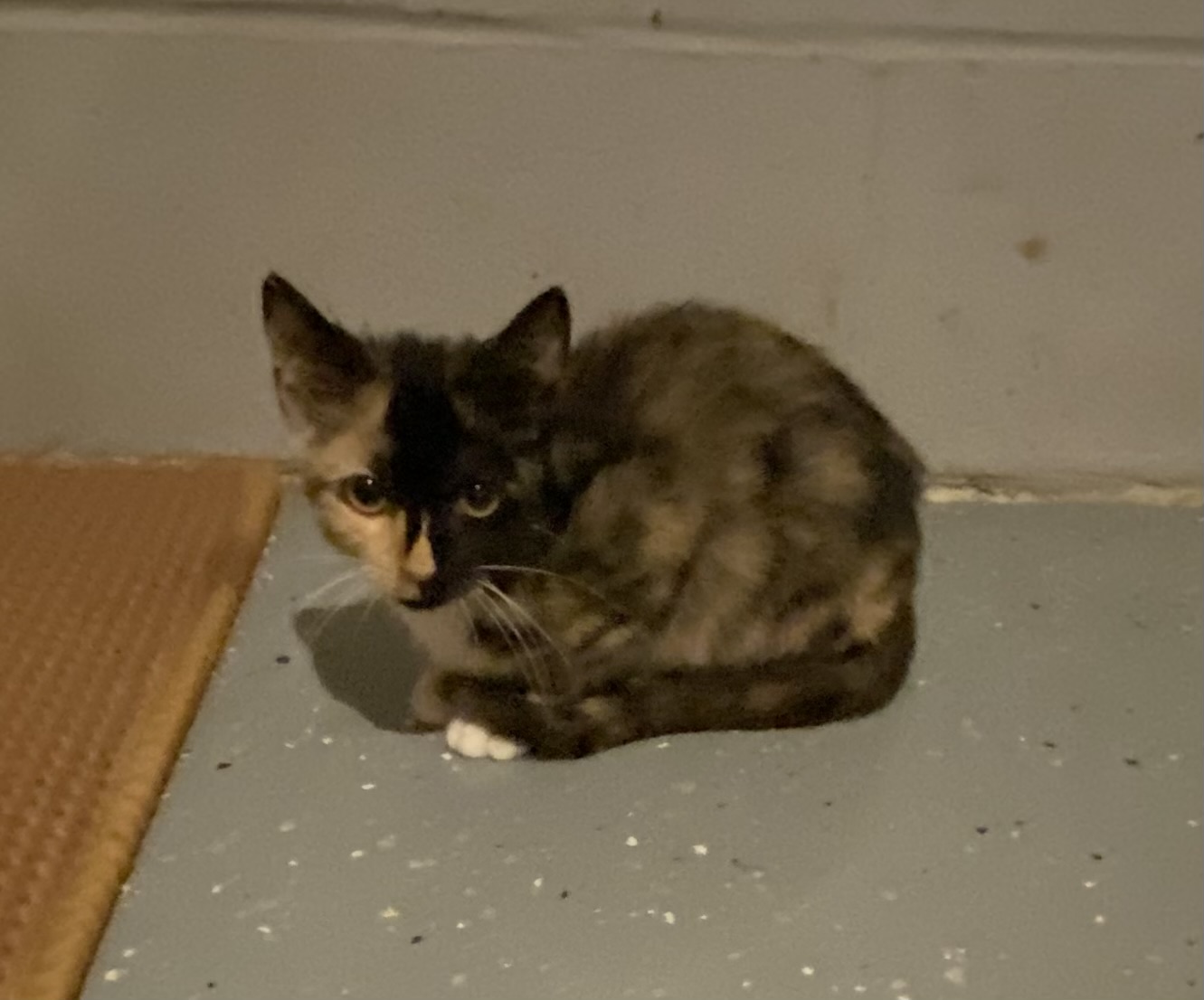 Bloom (shy, but sweet girl who would love another feline in her new home), a Adoptable Calico in Southern Pines, NC image 2/4