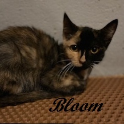 Bloom (shy, but sweet girl who would love another feline in her new home), Adoptable, Kitten Female Calico.