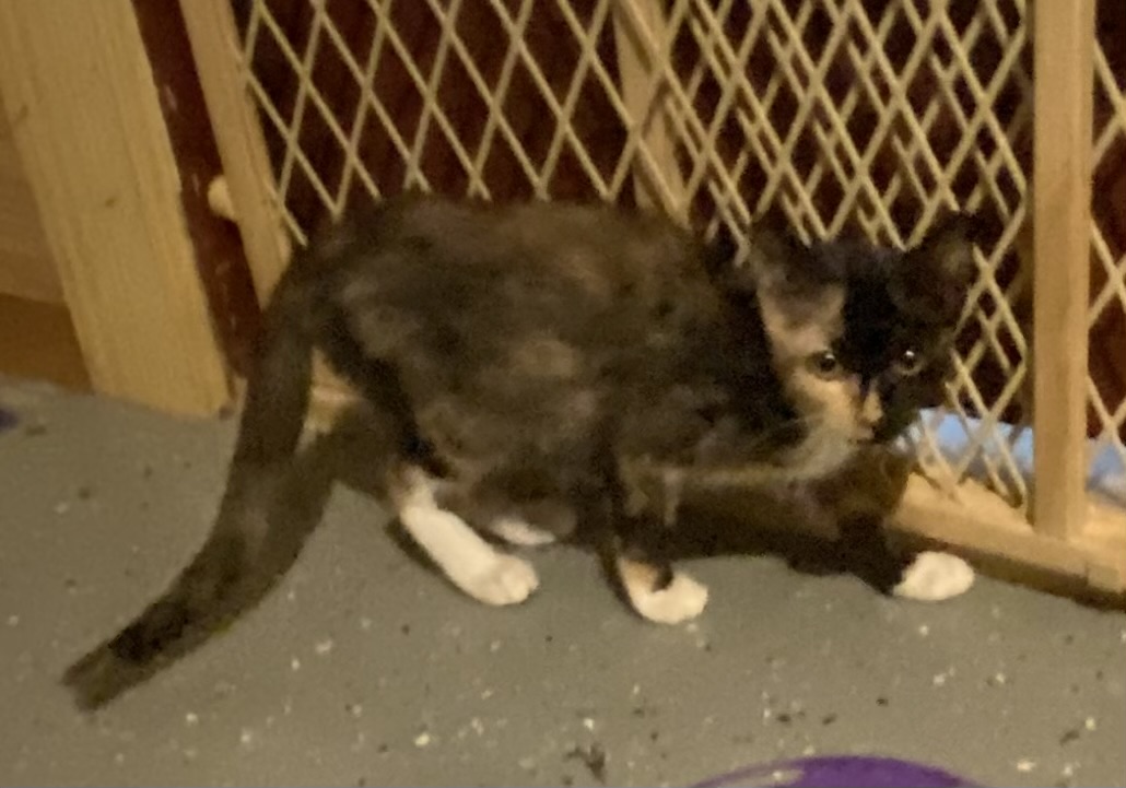 Bloom (shy, but sweet girl who would love another feline in her new home), a Adoptable Calico in Southern Pines, NC image 3/4