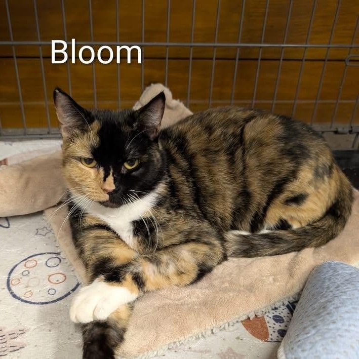 Bloom, Adoptable, Kitten Female Calico.