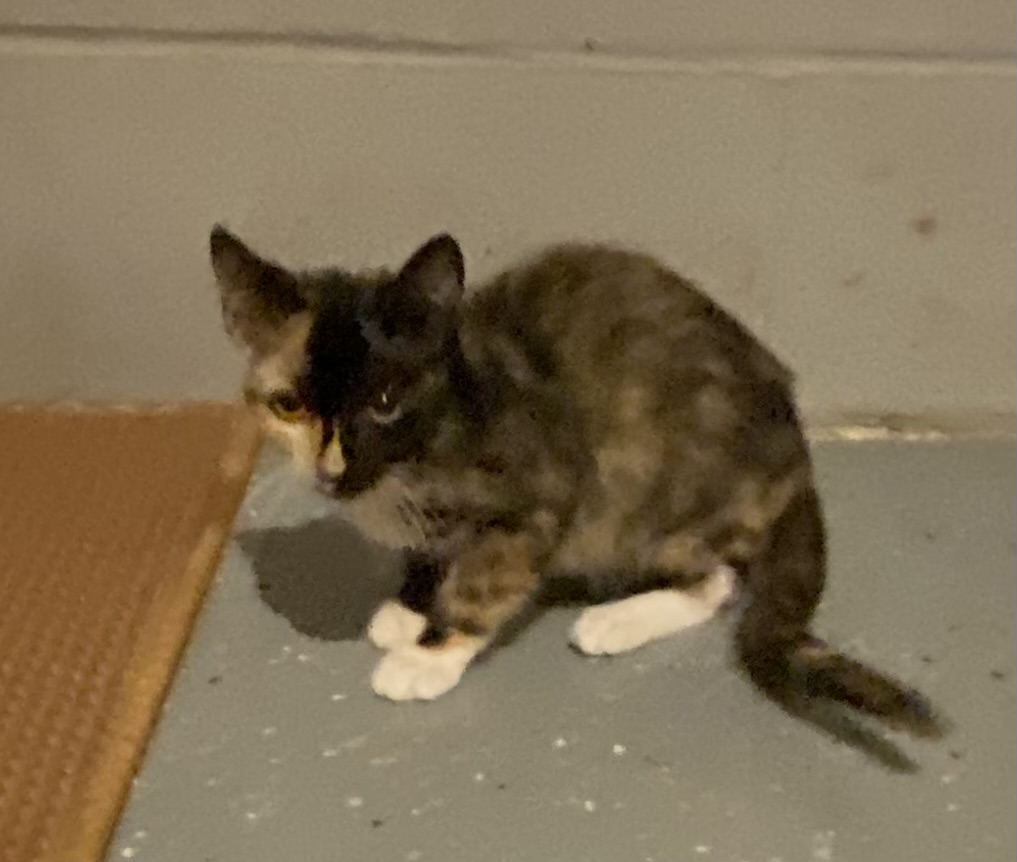 Bloom (shy, but sweet girl who would love another feline in her new home), a Adoptable Calico in Southern Pines, NC image 4/4