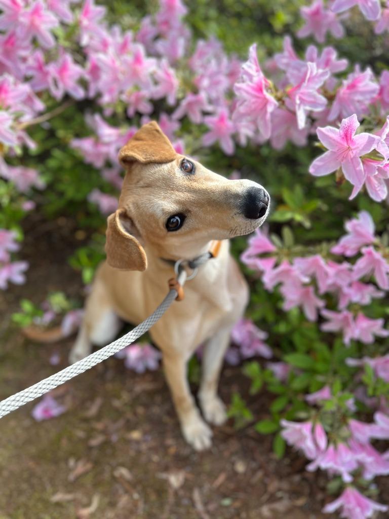 Enlarge Cortana, a Adoptable mixed breed in Madison, GA image 1/3