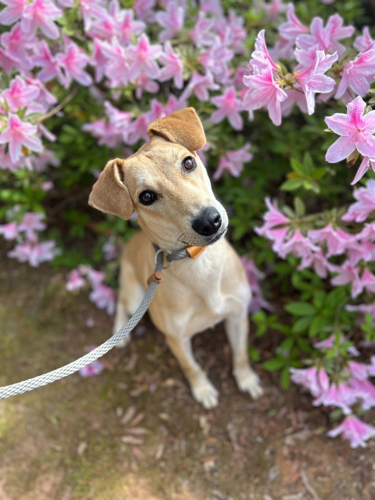 Enlarge Cortana, a Adoptable mixed breed in Madison, GA image 2/3