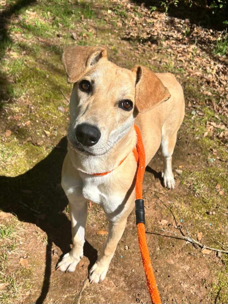 Enlarge Cortana, a Adoptable mixed breed in Madison, GA image 3/3