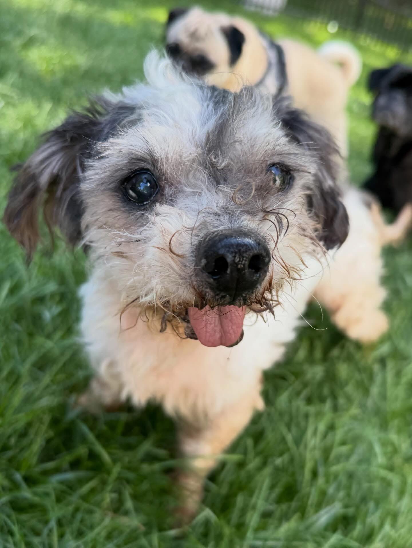 Beaker, an adopted mixed breed in Foster, RI image 4/5