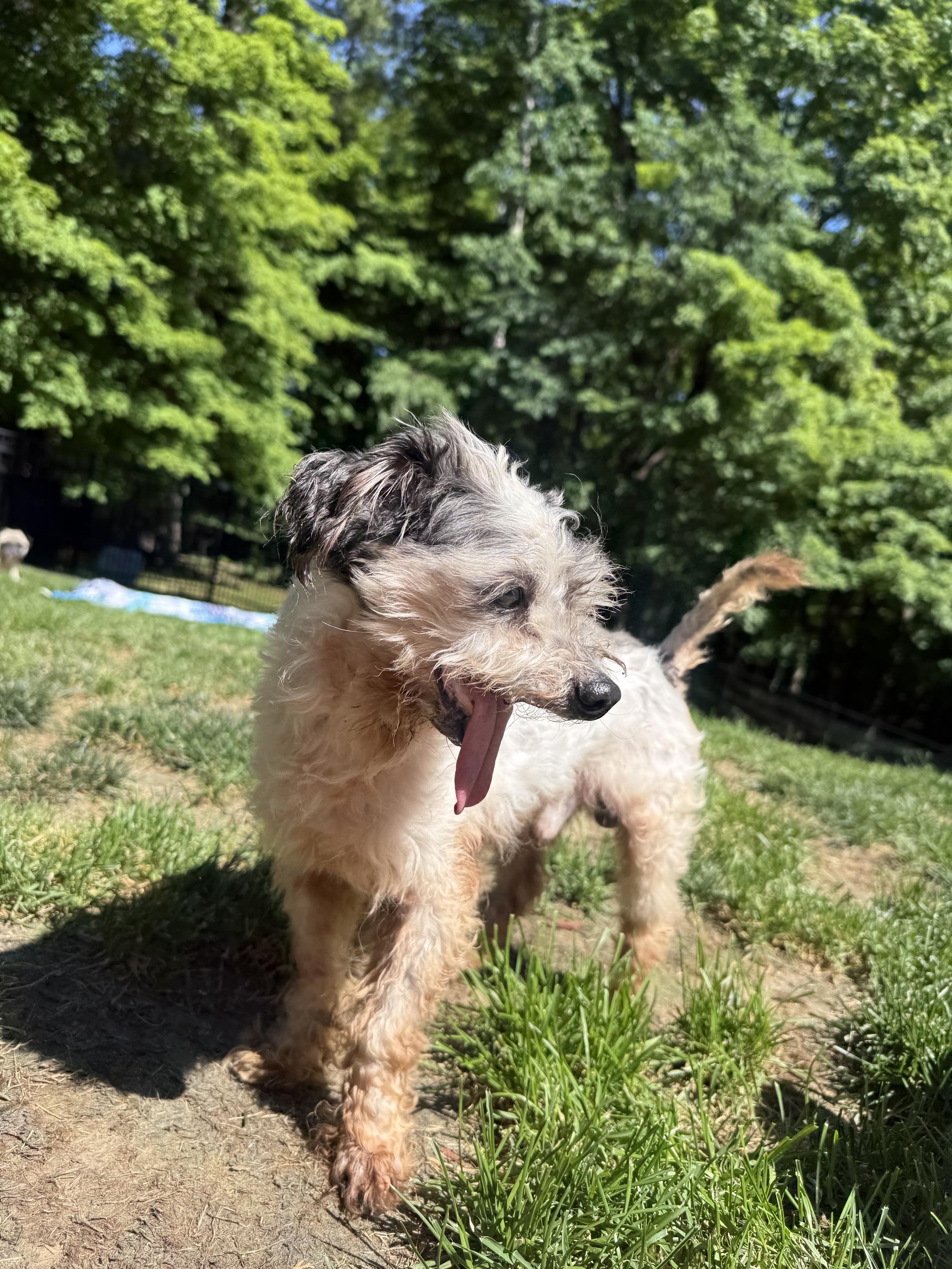 Beaker, an adopted mixed breed in Foster, RI image 3/5