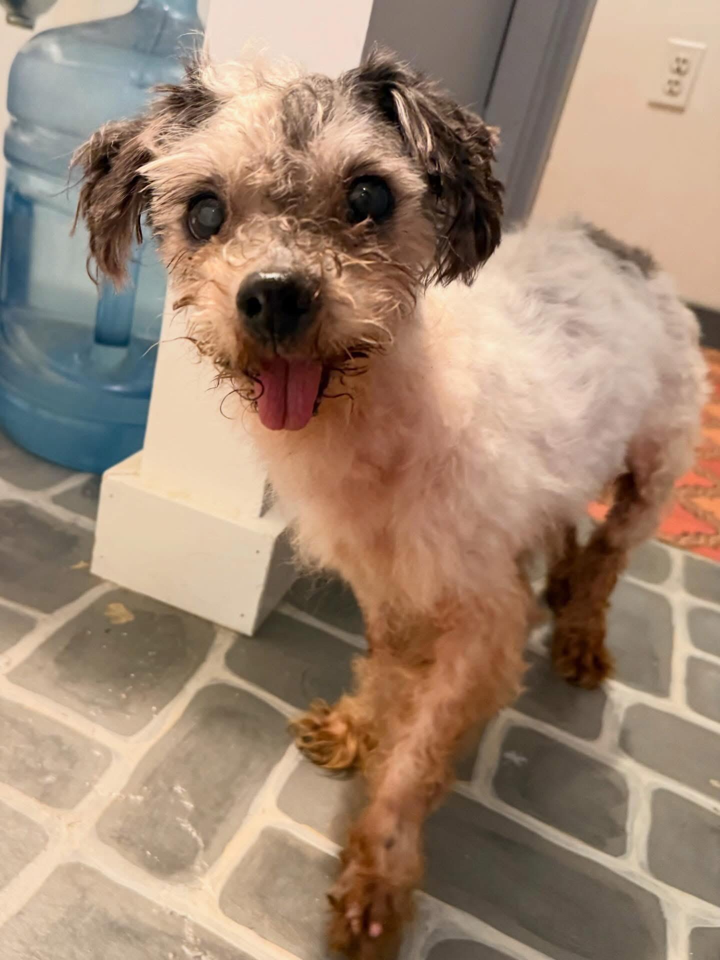 Beaker, an adopted mixed breed in Foster, RI image 5/5