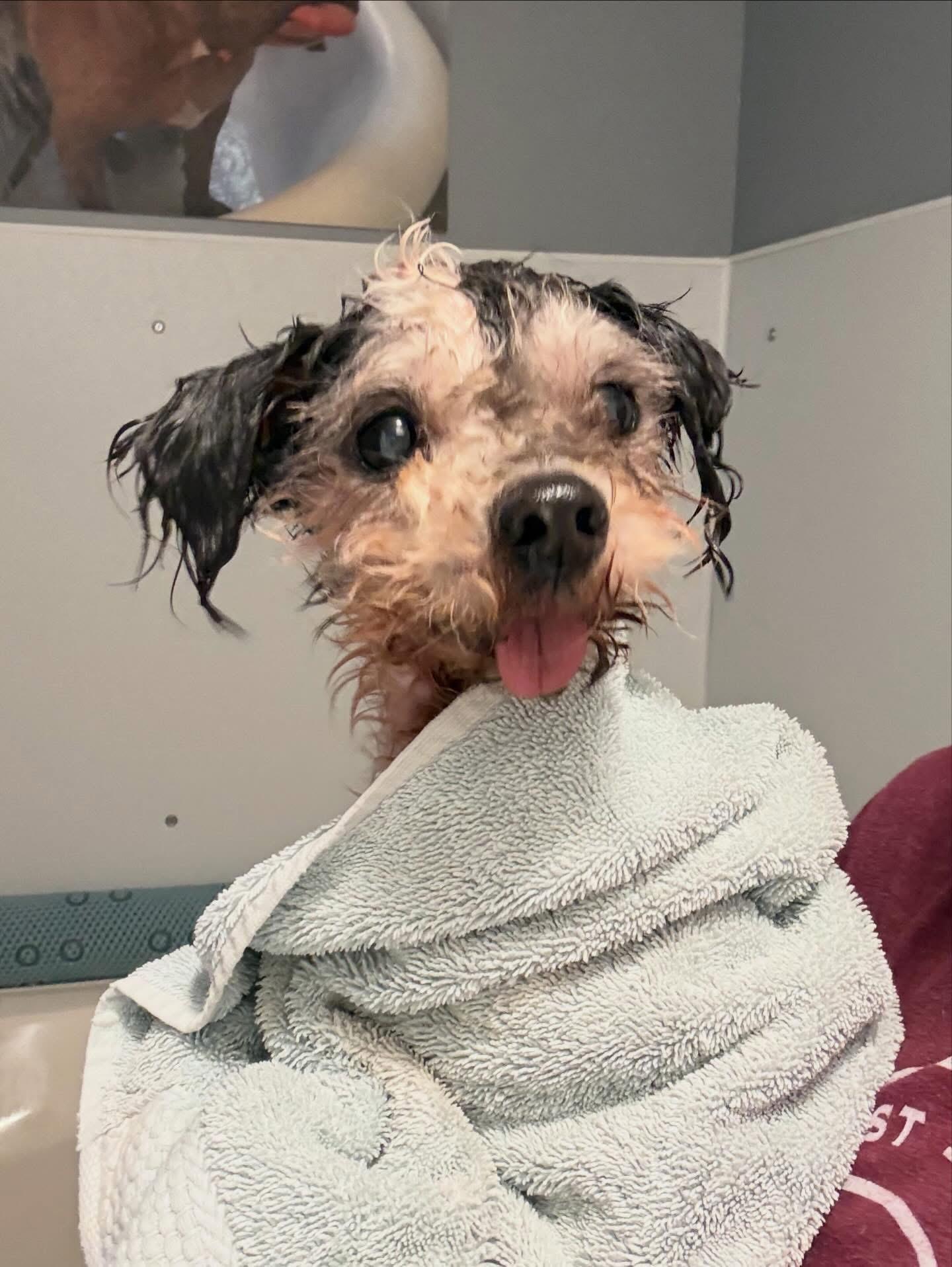 Beaker, an adopted mixed breed in Foster, RI image 2/5