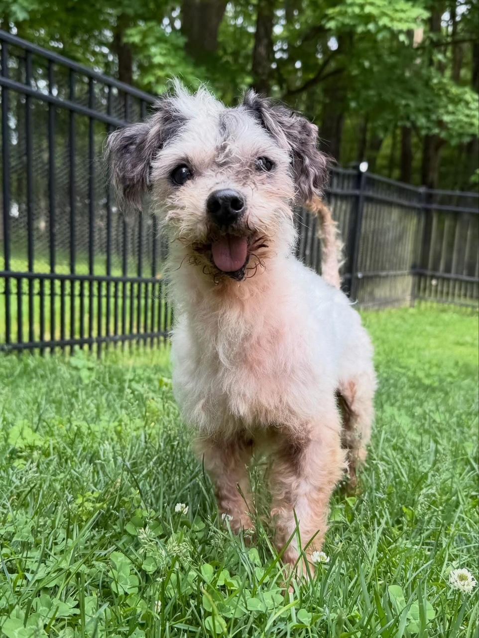 Beaker, an adopted mixed breed in Foster, RI image 1/5