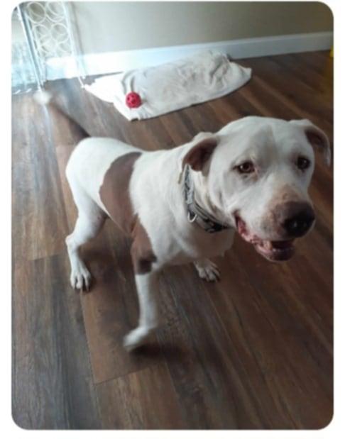 Enlarge Tucker, a Adoptable Mixed Breed in Jamestown, TN image 3/4