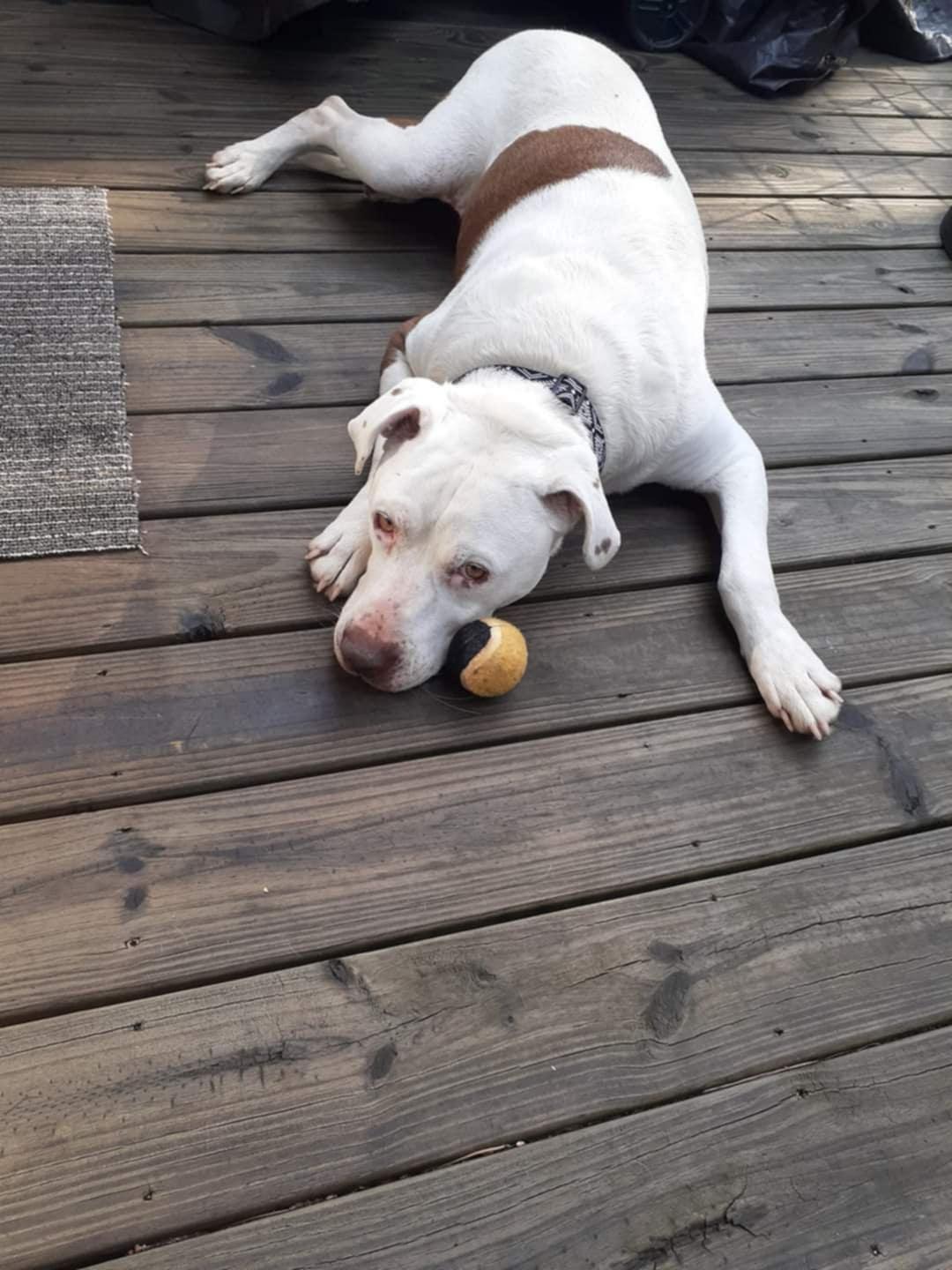 Enlarge Tucker, a Adoptable Mixed Breed in Jamestown, TN image 1/4