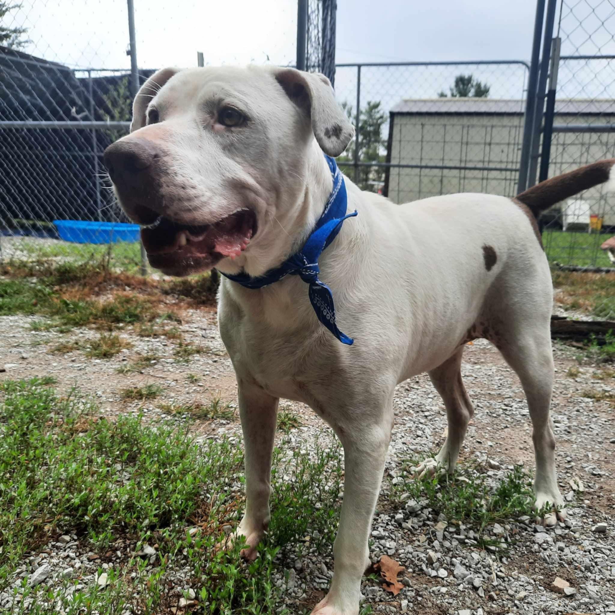 Enlarge Tucker, a Adoptable Mixed Breed in Jamestown, TN image 2/4