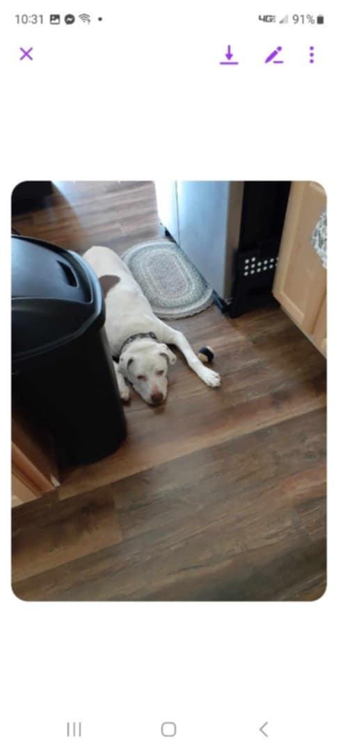 Enlarge Tucker, a Adoptable Mixed Breed in Jamestown, TN image 4/4