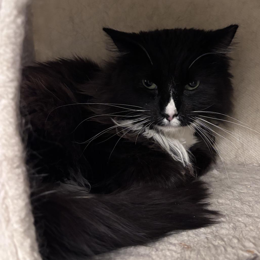 Enlarge Piper, a Adoptable Domestic Long Hair in Las Vegas, NV image 1/2