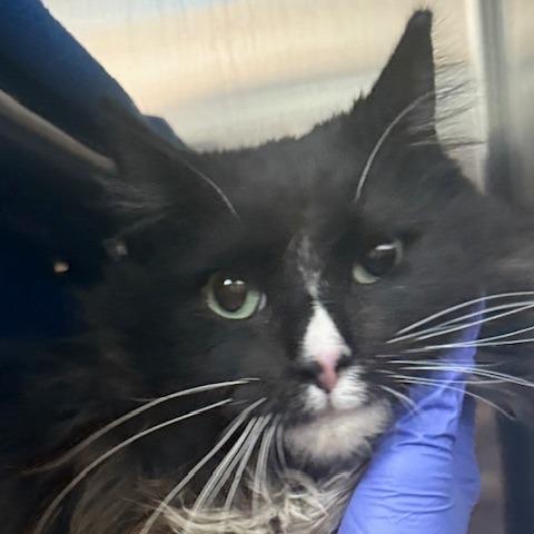 Enlarge Piper, a Adoptable Domestic Long Hair in Las Vegas, NV image 1/1