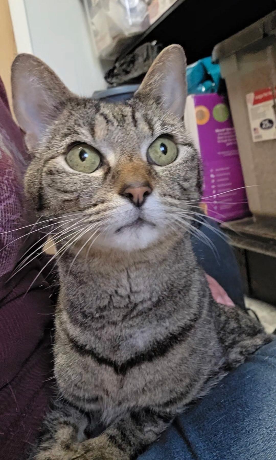 Enlarge Mariah, an adoptable Domestic Short Hair in Reisterstown, MD image 2/6