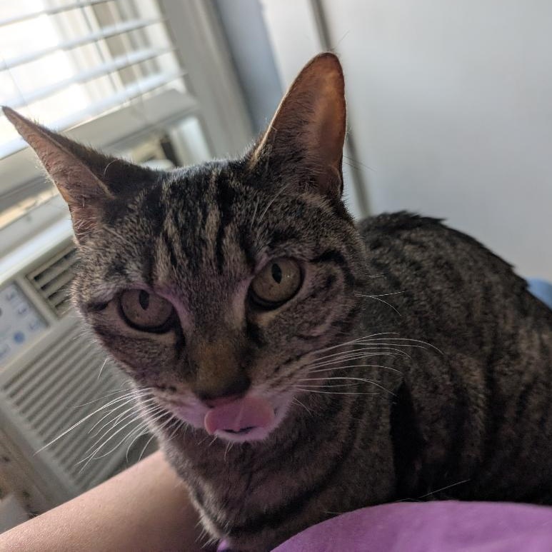 Enlarge Mariah, an adoptable Domestic Short Hair in Reisterstown, MD image 3/6